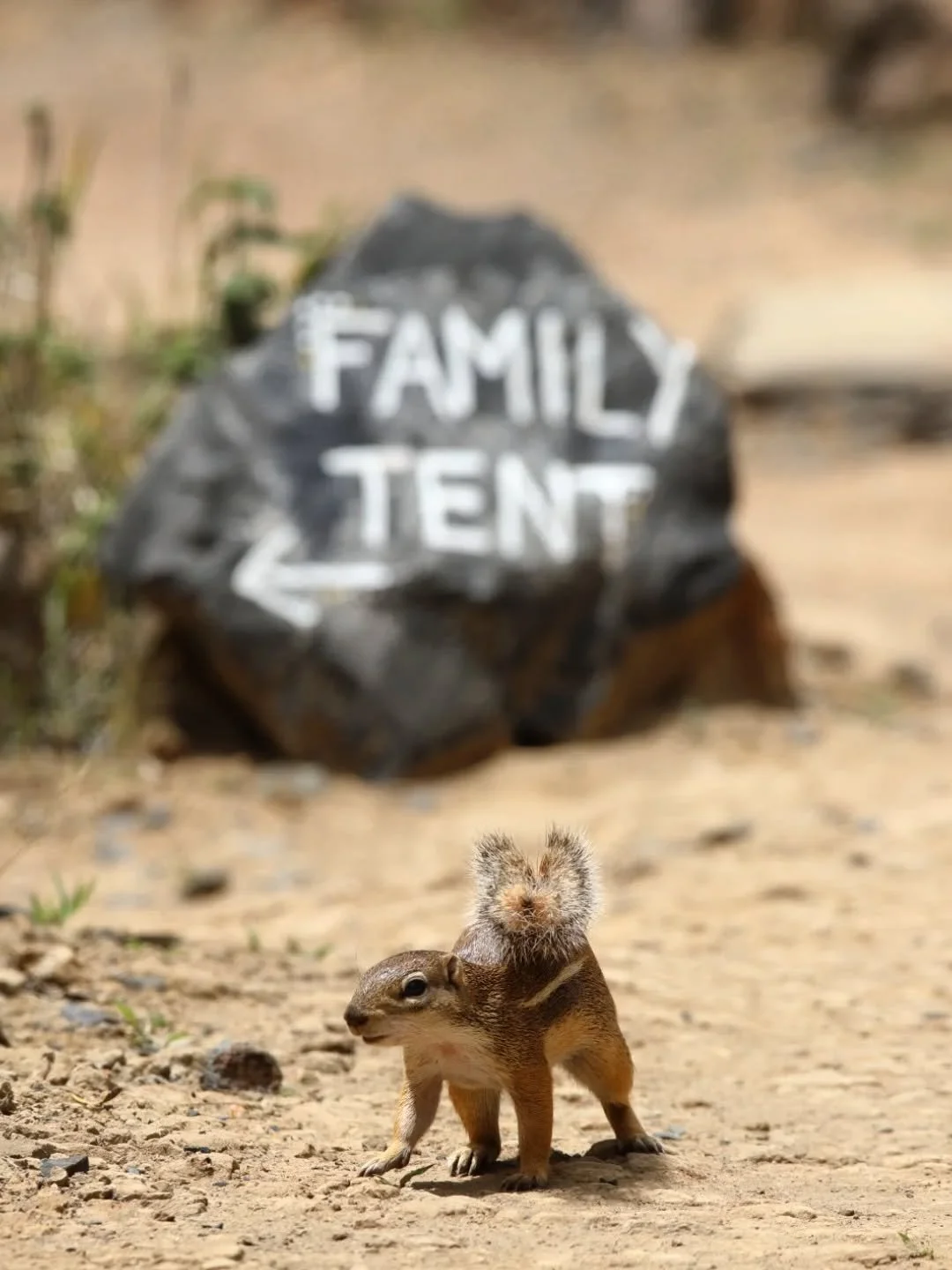 We have just totally redone our Family Tent, and it's clear that we aren't the only ones who love it 🐿️! The new tent still has two bedrooms and a shared bathroom, but now features a huge outside deck, with a dining table for family dining, some kid