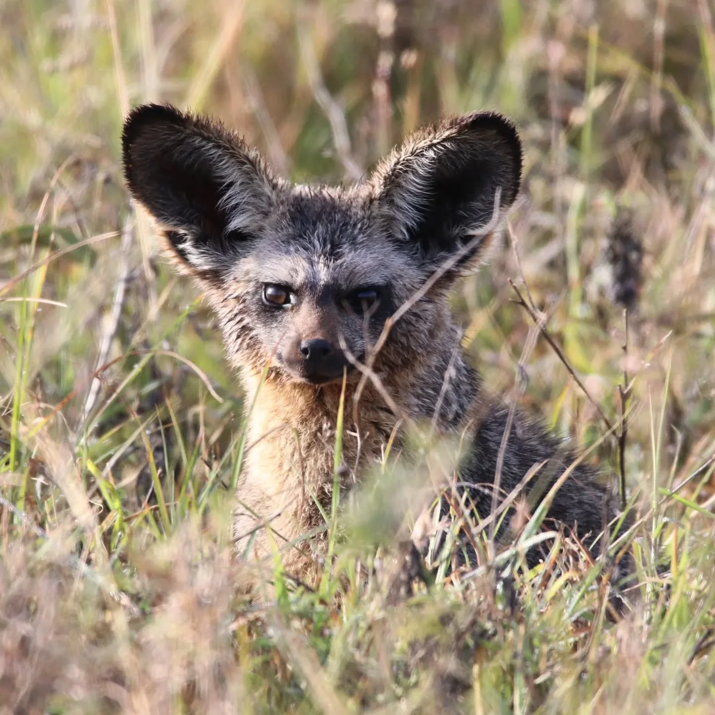 Confusingly names Bat Eared Foxes are neither bats (obviously) 🦇 or foxes 🦊. But they are super cute and make for a special sighting on safari. While notoriously difficult to photograph, this family has a bunch of little ones running around at the 