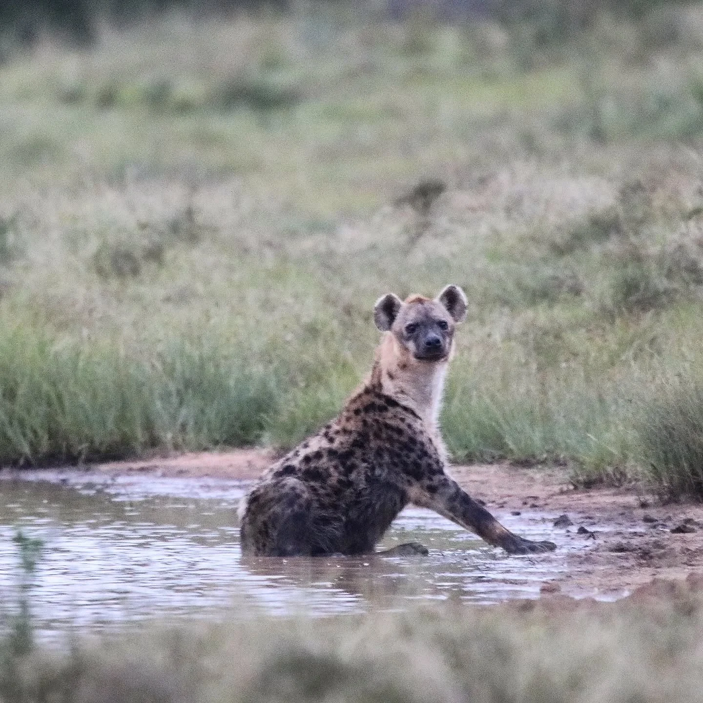 👀 The look you give your family when they say you are hogging the bathroom 👀 ... It takes time and dedication to look this beautiful! 

Hyenas aren't known for their love of swimming, but this fellow obviously felt in need of a spa day. We have a l