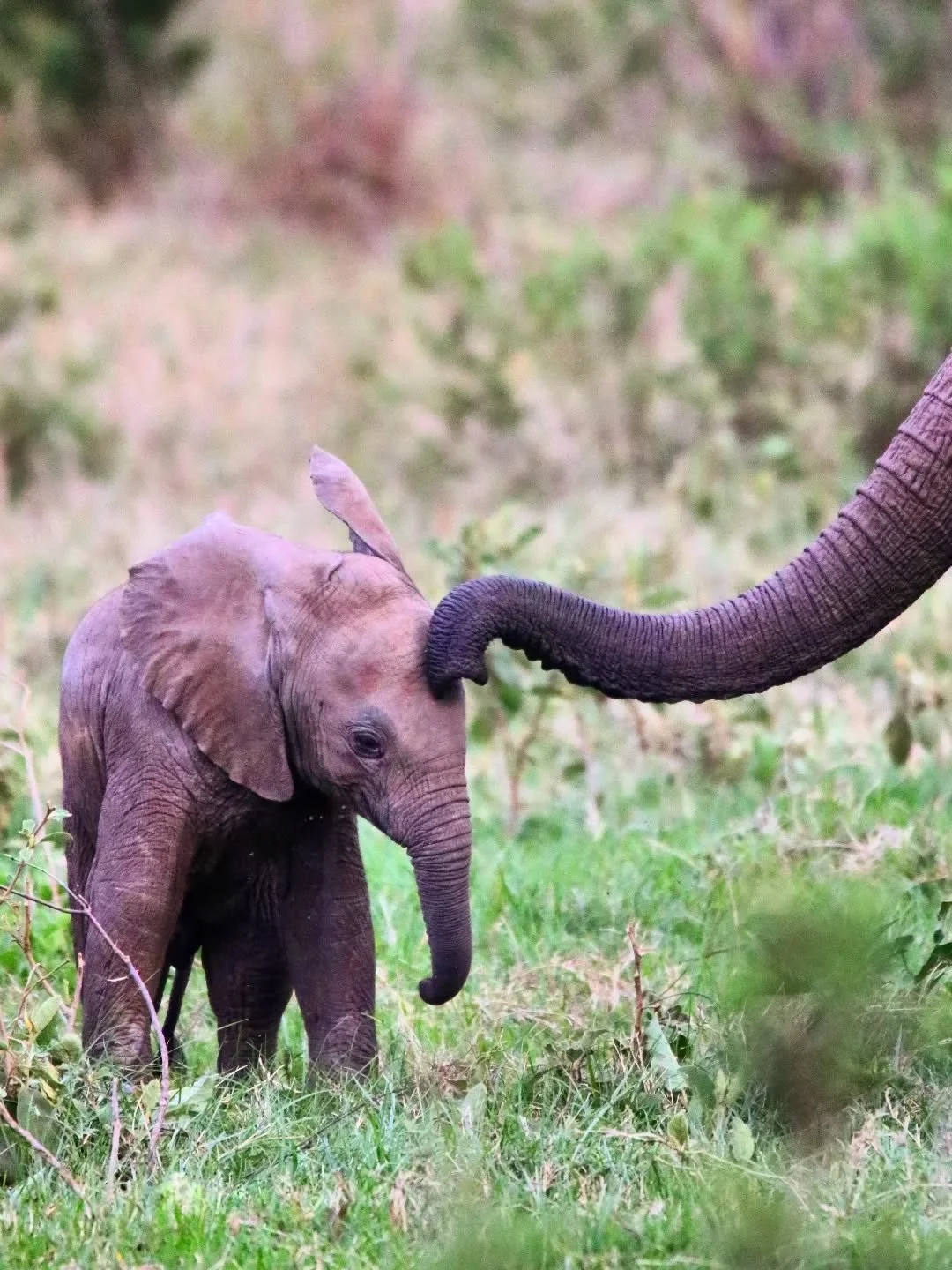 A mother's love crosses all boundaries and all species ❤️ - nothing feels better than a hug from your mum! 

This little elephant was being wrapped up in a snuggle by it's mum, for no other reason (it seemed to us!) than just a reminder that she was 