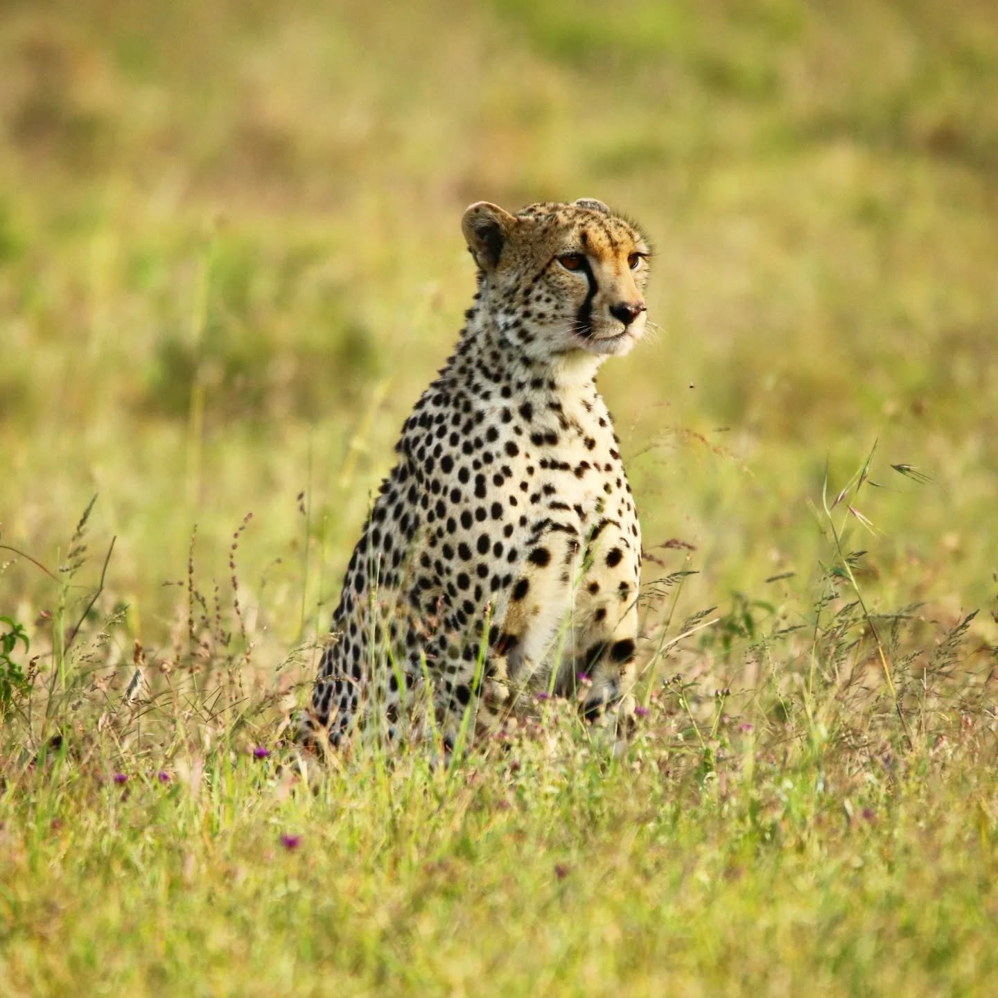 The minute you see a cheetah for the first time, you realise why it's taken so long for you to find them 😅! Perfectly hidden in the long beige grass, the shimmering heat makes it hard to focus on the moving spotty body. And then, suddenly, they are 