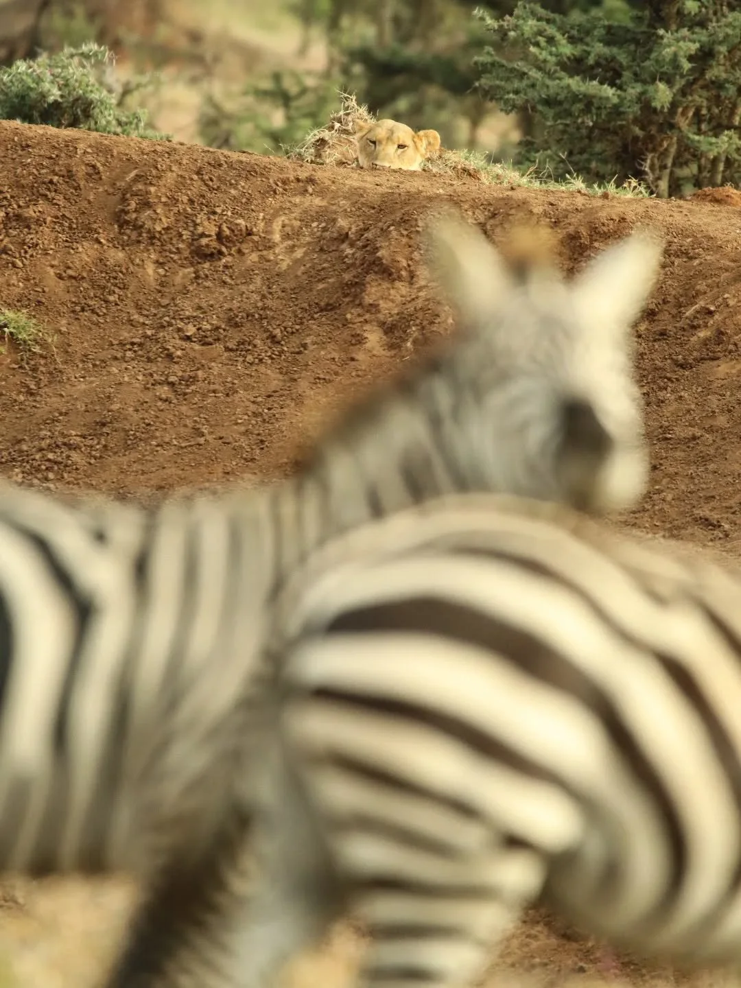 👀🦁 Look behind you! 🦁👀 This zebra thought we were taking his photo, but didn't clock the friendly face waiting behind him... 

Our guests were lucky enough to witness the lion hunting zebras around one of the watering holes - and even the zeb was