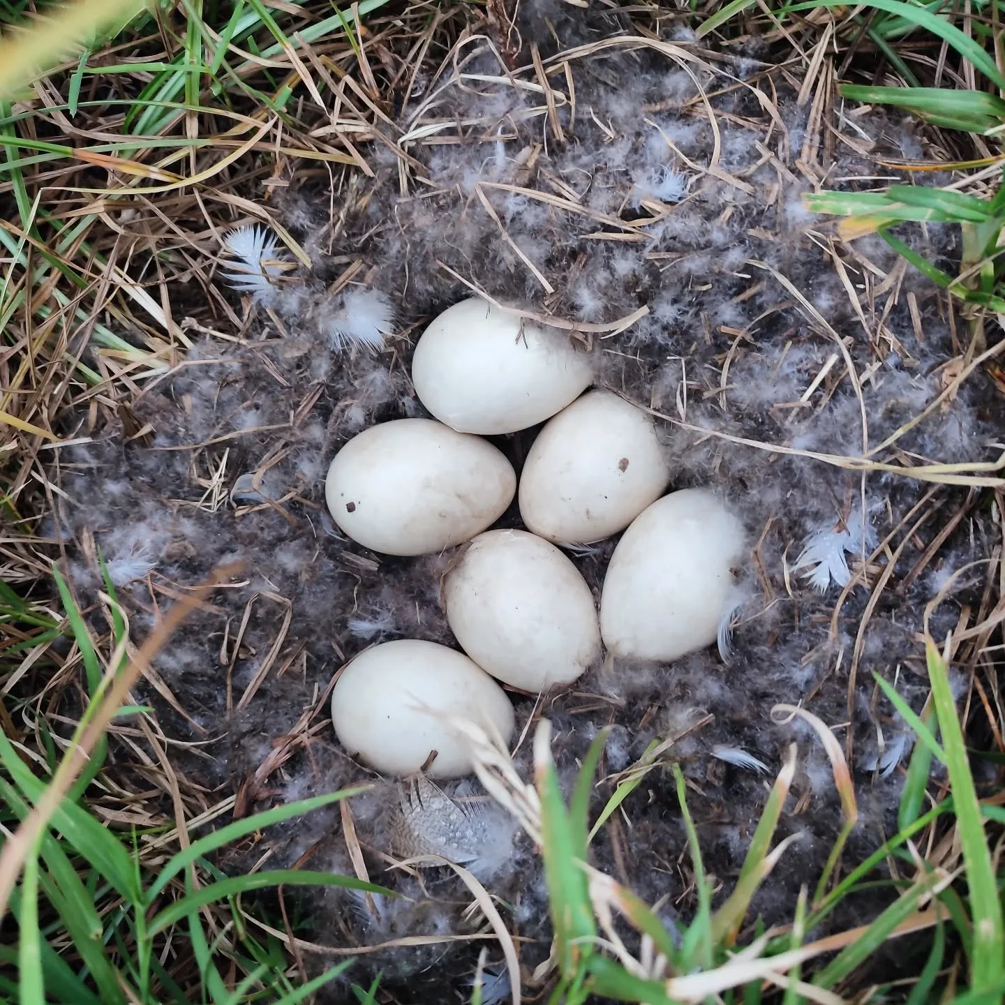 A beautiful clutch of goose eggs sitting quietly by Dam Samaki 💚🪿 - we stumbled across these eggs while fly camping one evening, with the Mama Goose coming back to sit on them after she released we weren't a threat to her. 

To see life up close an