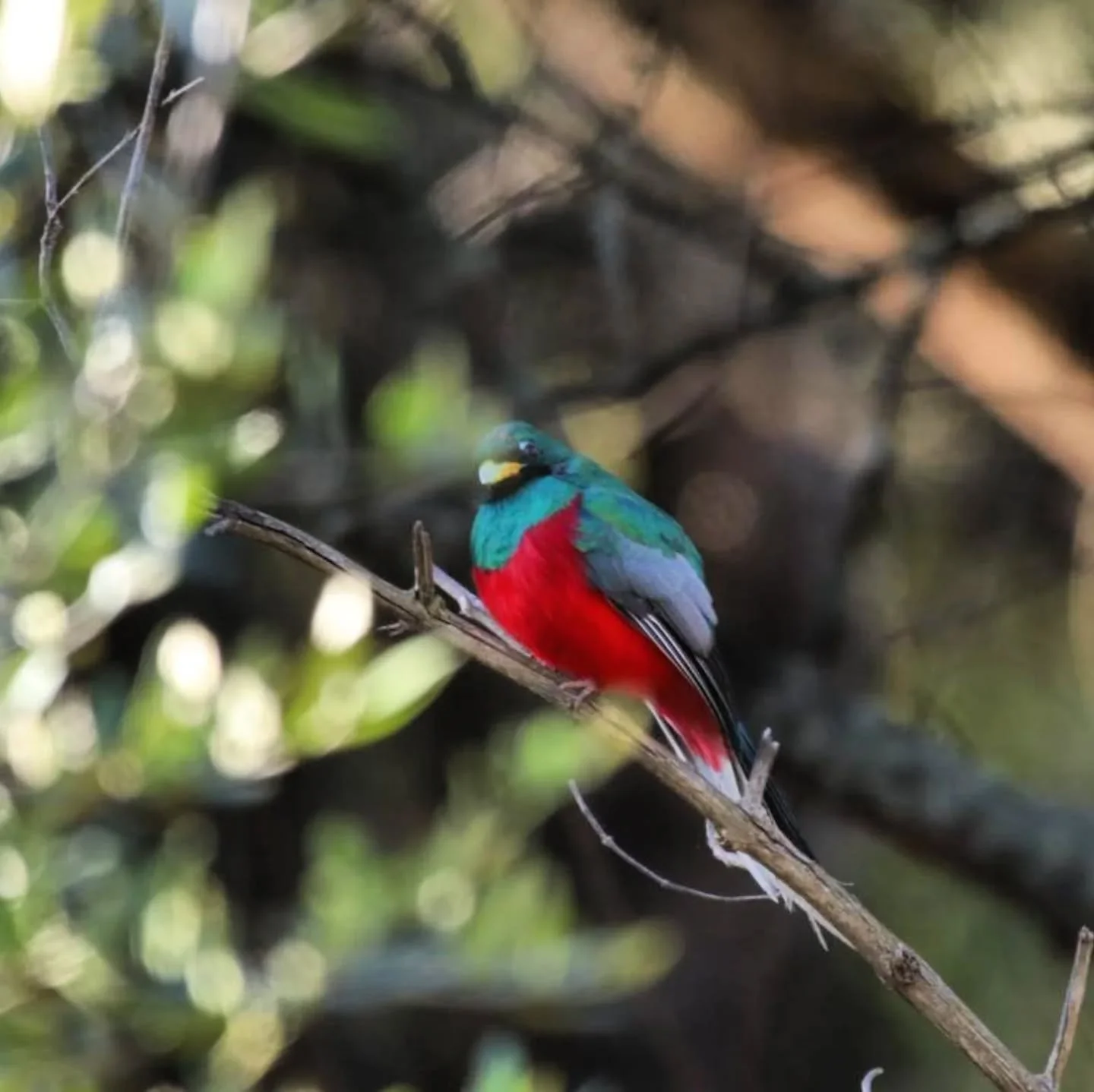 This narina trogon has got its Christmas outfit on already! 

It's been a while since we had trogons nesting on the camp but now it seems they are back and bringing some Christmas spirit to us all. 

Merry Christmas to everyone - our fun is only just