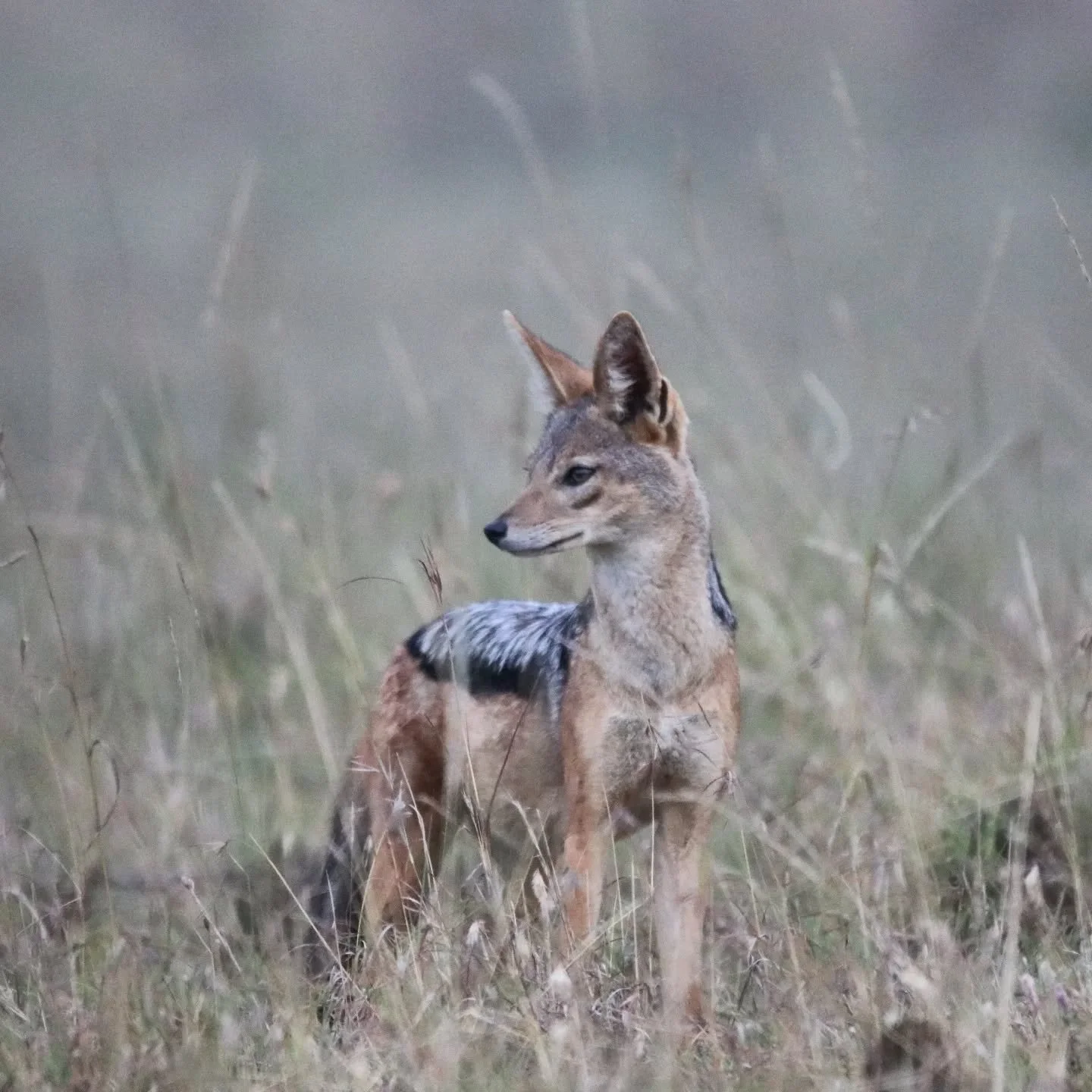 Jackals are kind of like the Queens of the Bush - elegant, beautiful and regal. They trot across the grasslands and can often be found on playing around their dens. 

Just outside the entrance to Moon's Camp is a jackal den and spotting them makes fo