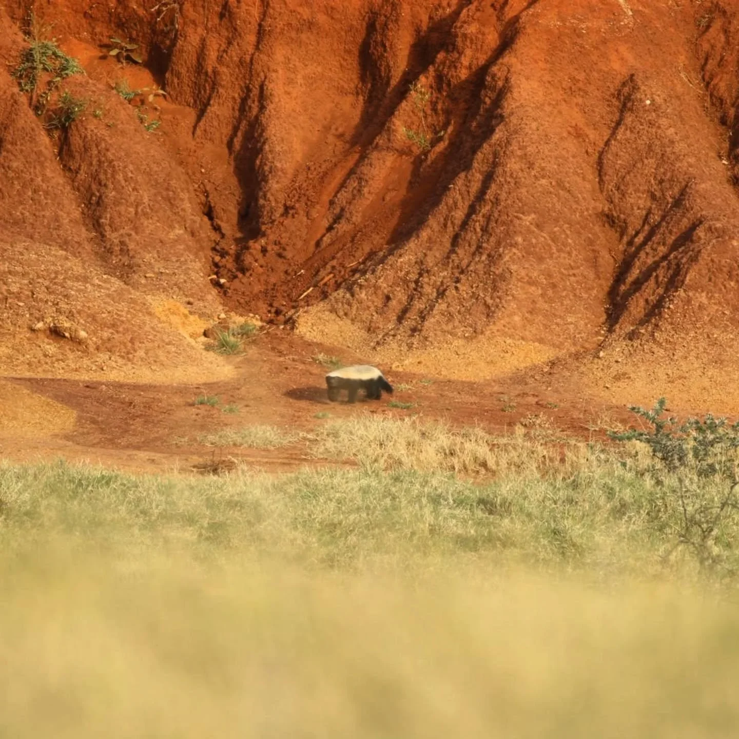 A recent game drive turned into the height of excitement when, out of an erosion, snuck a honey badger 🍯🦡! 

A rare sighting on Lolldaiga, these tough and feisty creatures are best known for taking on adversaries with little care for themselves (ev