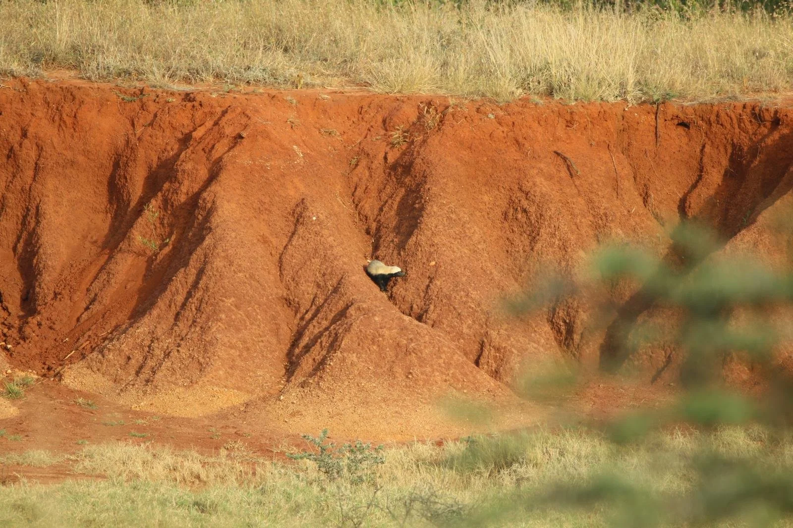Sighting a rare honey badger - an exciting afternoon for our guests