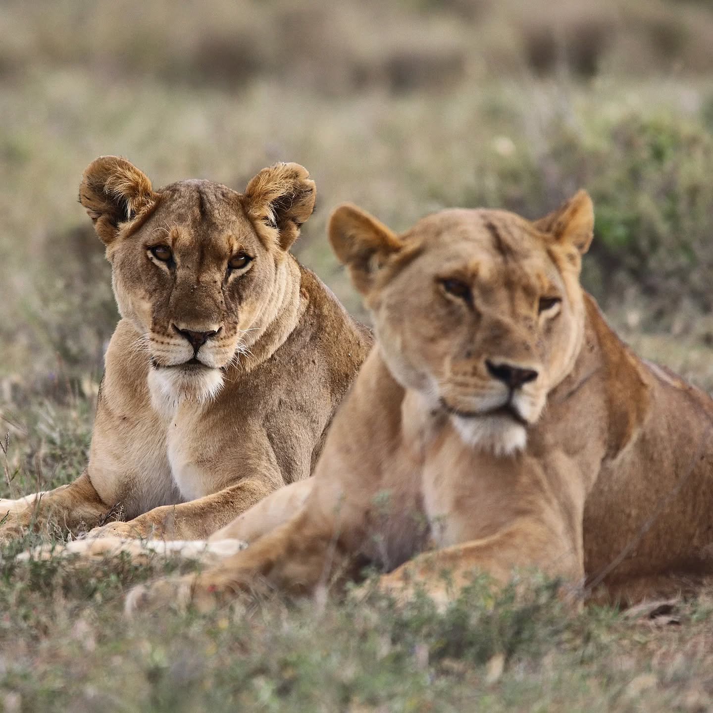 Two beauties relax in the sun - and give our guests a wonderful sighting at the same time! 

This pride can often be heard at night roaring away, and that can give a suggestion as to where to look the next morning 🦁! With Lolldaiga's population of l