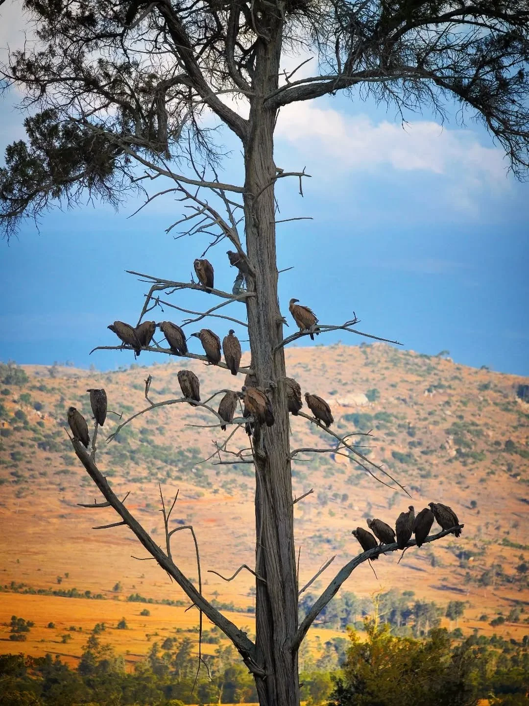 If you drove past this cedar tree on a game drive in Lolldaiga Hills, what would your first thoughts be?

Write below 👇🏿 what you think our guides, James and Makini, would do next! 

📸 @afb2606 

#vultures #Africa #safari #sustainabletravel #Kenya