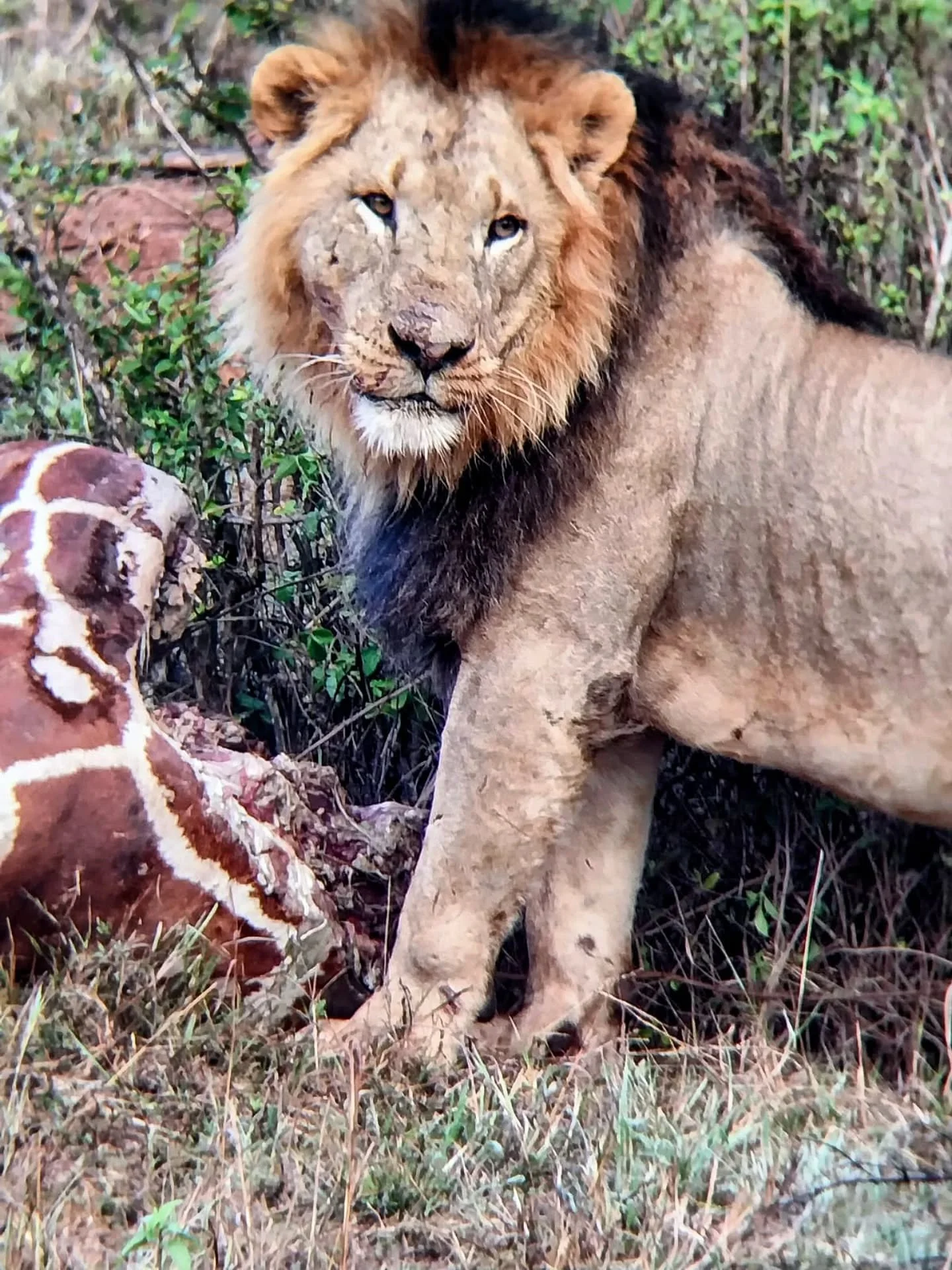 He's a fine looking beast 🦁 - but what happens when you look closer? Our expert guide, Makini, noted that this big male had been hanging close to this kill for the last couple of days and that he seemed to be limping badly. 

If you check the lower 