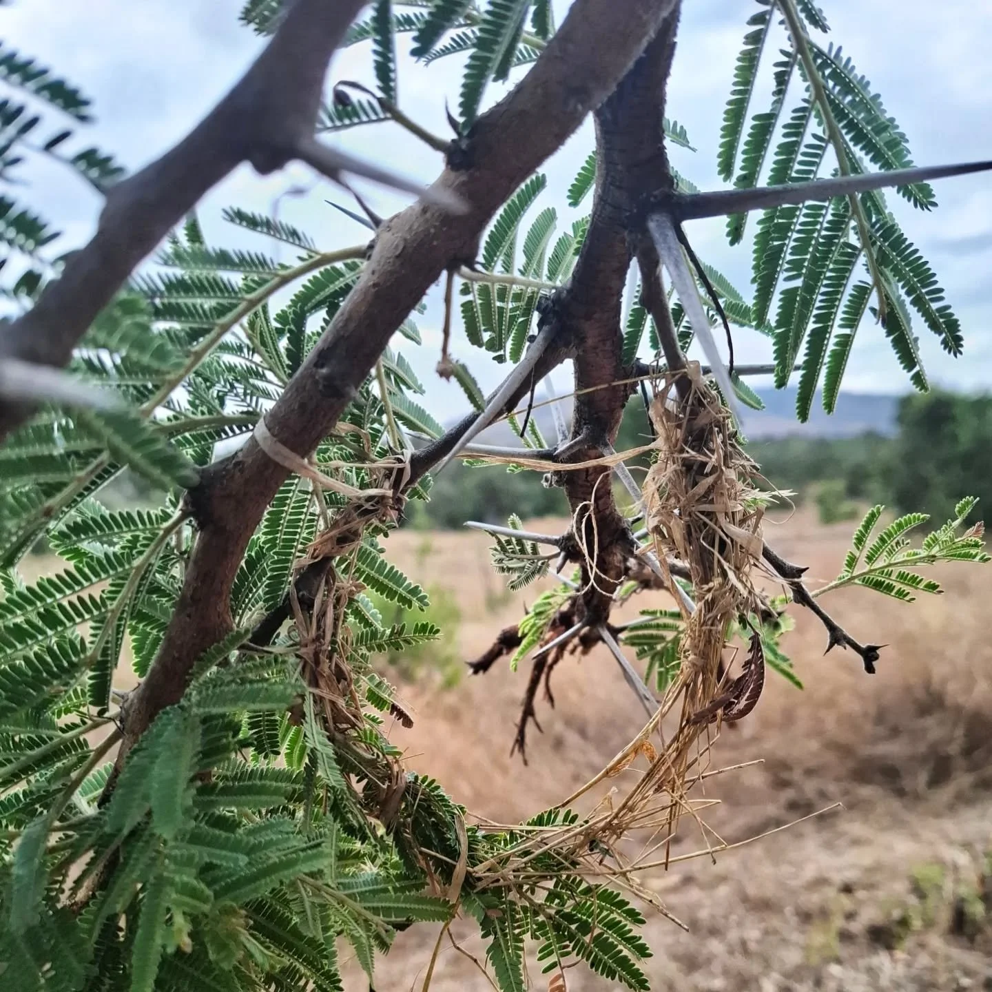What do you see here? Lost hopes? Dashed dreams? Broken hearts? 😂 Maybe we are reading into this a bit much - but the male weaver birds can make an intricate nest only for a female to decide it's not up to standard and snub both the nest and the mal
