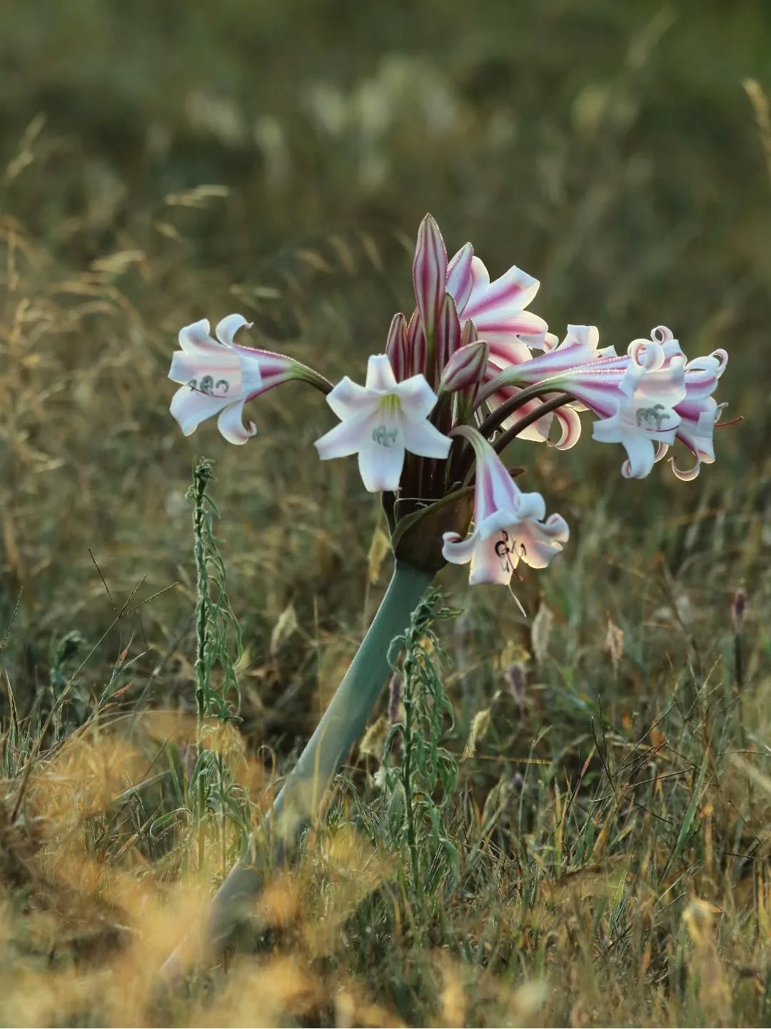 This beautiful wild flower is the Crinum Kirkii, also know as the pajama lily. This East African Amaryllis relative pops out of the ground after rain has fallen. 

Since there has been a sudden and unusual deluge of rain 🌧️ over the last two weeks, 