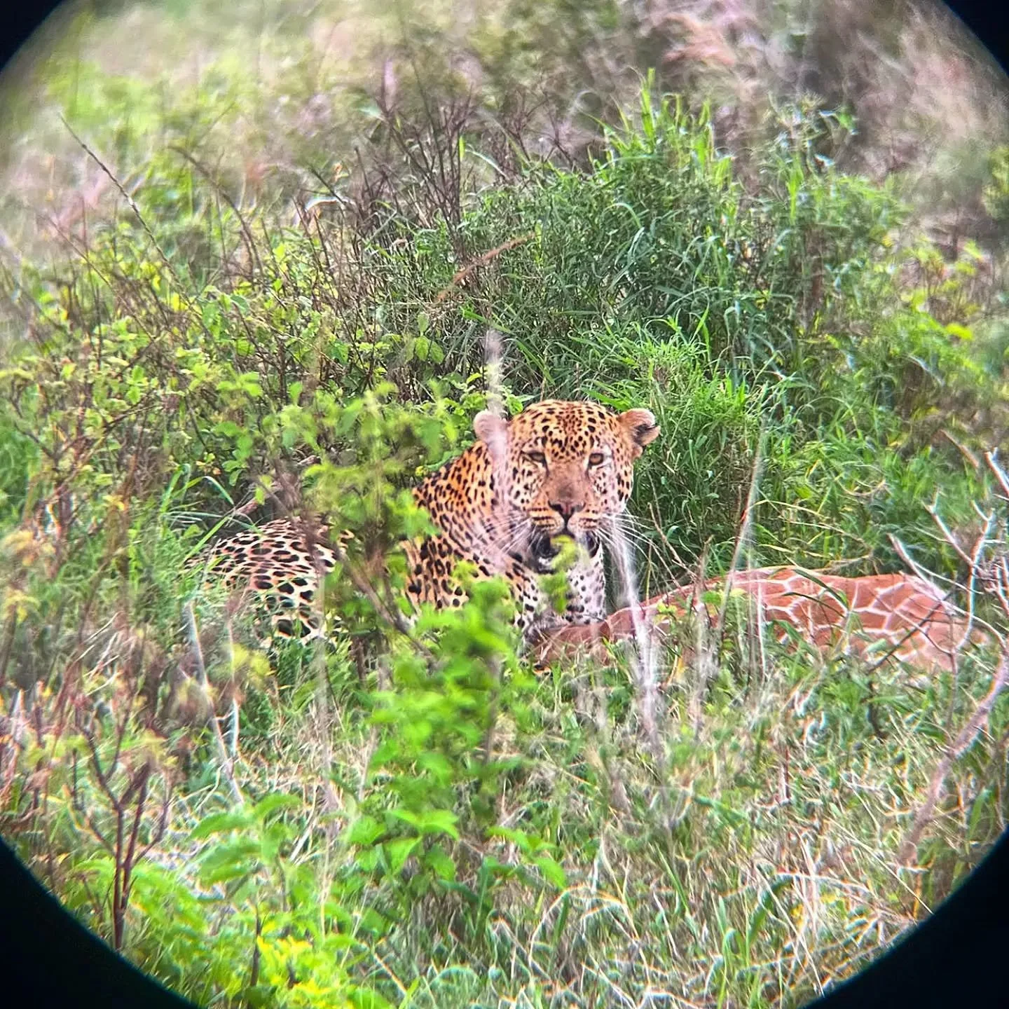 Amazing moments in Lolldiaga this morning for our lovely guests, Lizzie &amp; Steve visiting from the UK 🇬🇧, watching a leopard single handedly (pawd-ly) take down a baby giraffe 🦒 .

When Lizzie said she was hoping to see a leopard during her tim