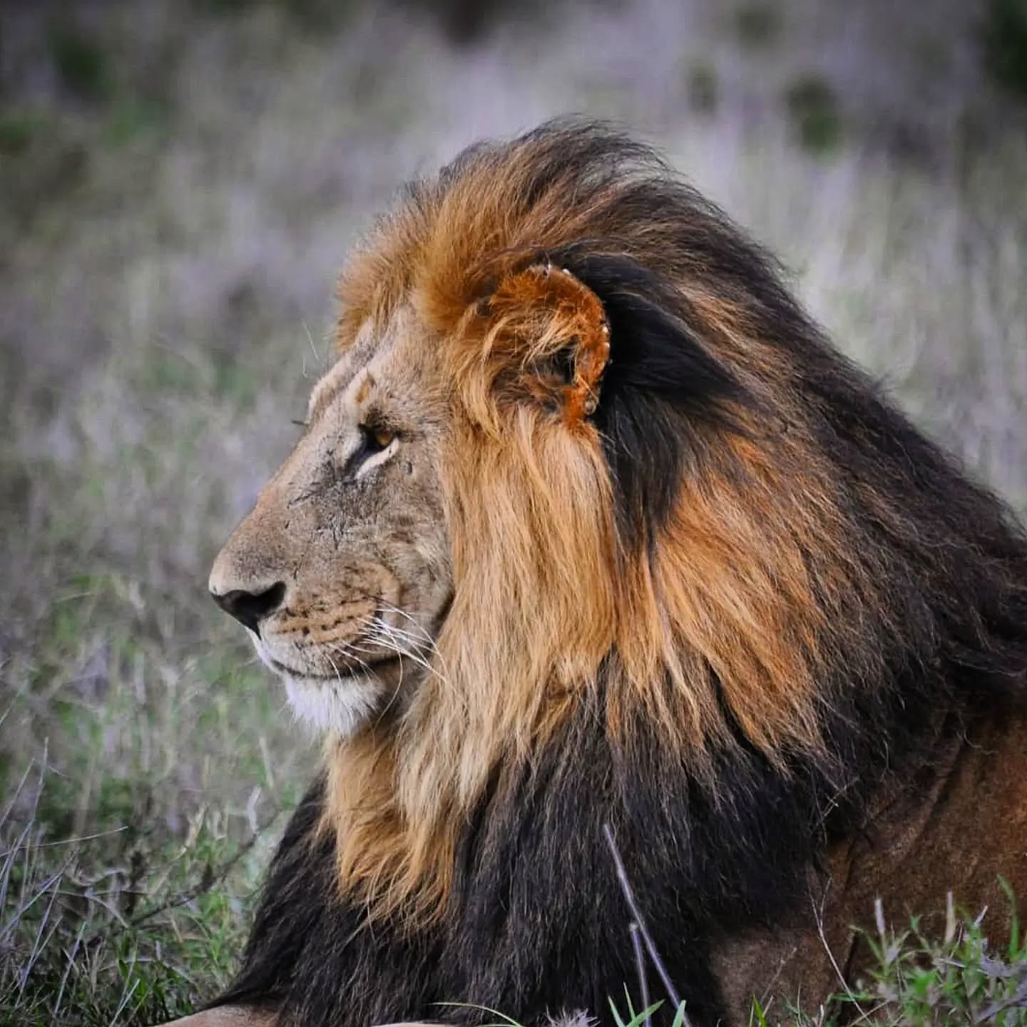 This guy is giving off Scar vibes 😱! With that black mane, discerning looks and scratched up face and ears, all we can say is.... Mufasa, come rescue us 🦁! 

This beautiful male is making his home in the southern valley and has been providing perfe