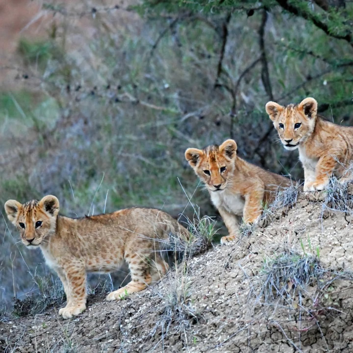 Earlier this week we share a photo of the evil Uncle Scar 🦁 - in the last few days we heard he was truly living up to his name; in the last six weeks our guide, James, believes between him and his brother, he has taken down over 10+ giraffes 🦒!

Al