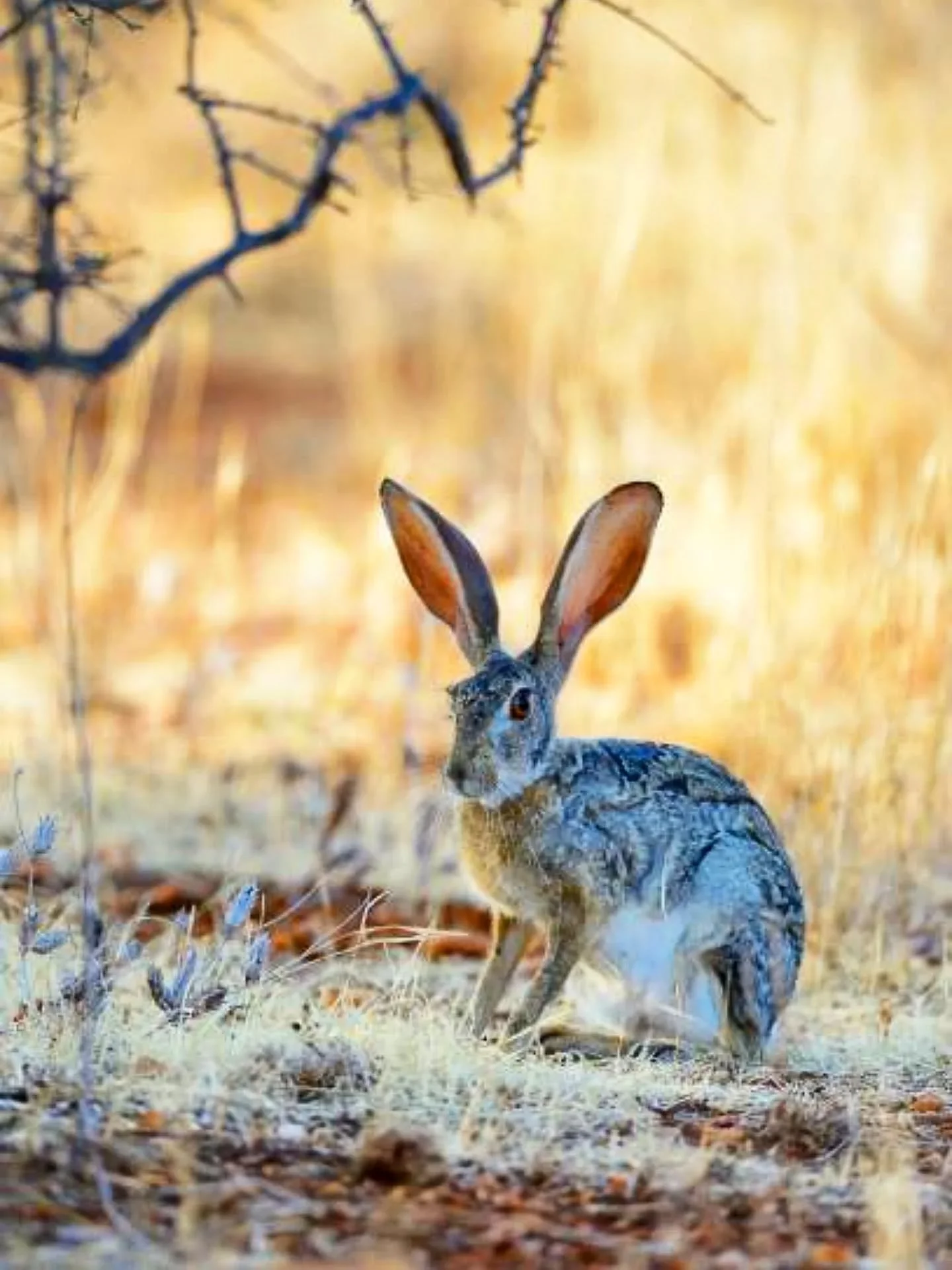 We had planned to share an adorable photo of the children staying with us for Easter looking delightful with those Easter eggs, at the end of a egg hunt...

Unfortunately, the Easter eggs didn't survive along enough to even get a photo 🍫🍫🍫! 

Inst