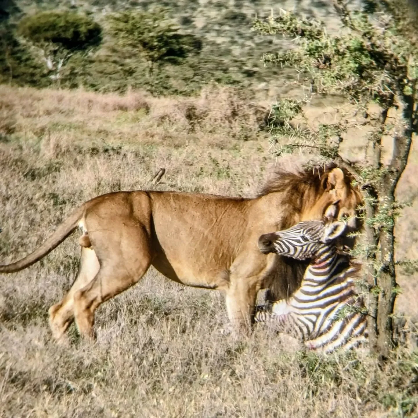 🔎 Just in case you were wondering how our guests from Belgium 🇧🇪 spent their day today ...! 🔍

The excitement of watching a Big Cat hunting never ceases to amaze - and even more so when it's successful. 

Lolldaiga's lions are fat and happy, and 