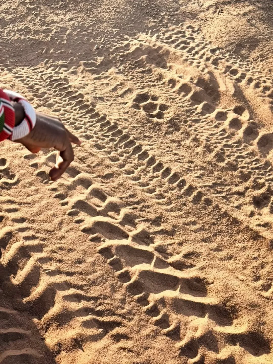 With so few tourists in Lolldiaga Hills, there is rarely anyone else to ask the important questions: 'where are the lions 🦁?' 

But Nature is always ready to tell her secrets - if you know how to ask for them. The guests from England 🏴󠁧󠁢󠁥󠁮󠁧󠁿 