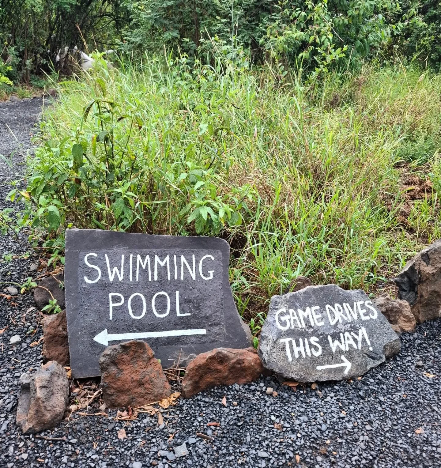 Which way are you walking today? 🏊&zwj;♂️👣 🦁? 

We are so excited that our new pool area is finally (almost) ready - we have the wonderful @sophietyersadventures coming to do some photos for us tomorrow - just in time for @moon.hough and @jimmi_x.