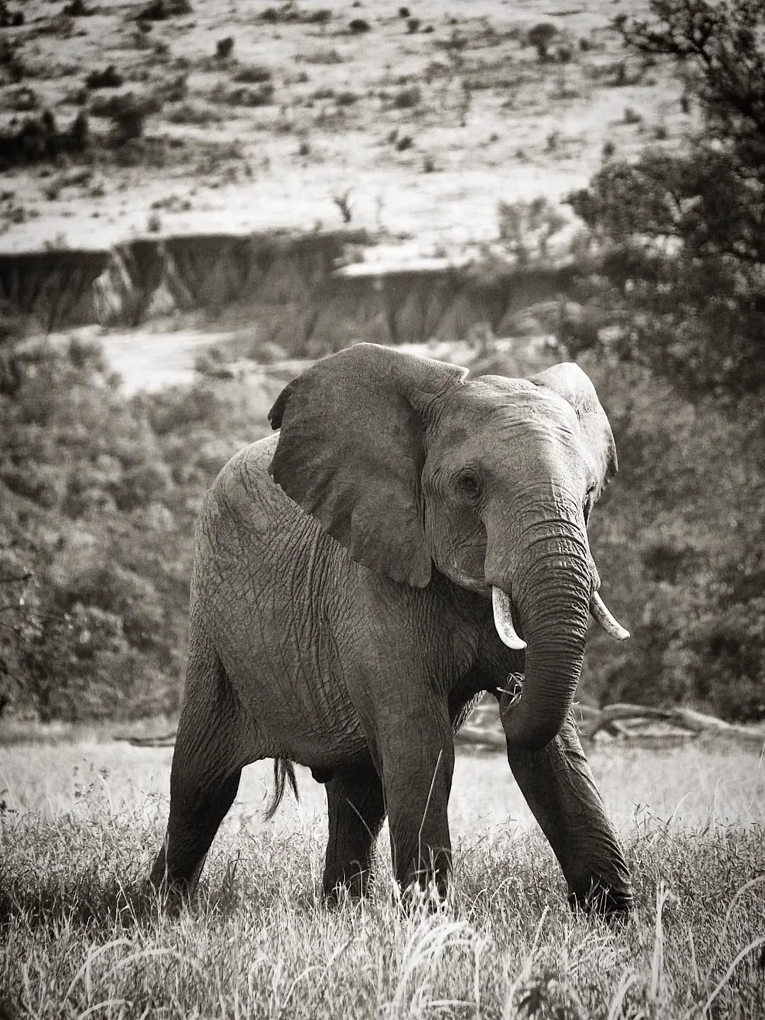 With so much grass after all the rain, Lolldiaga is elephant heaven! Plenty of babies, and some big boys too (making plenty of trumpeting noises, much to the delight of our guests!) can be seen wandering through the conservancy 🐘🐘🐘. 

📸 We love t