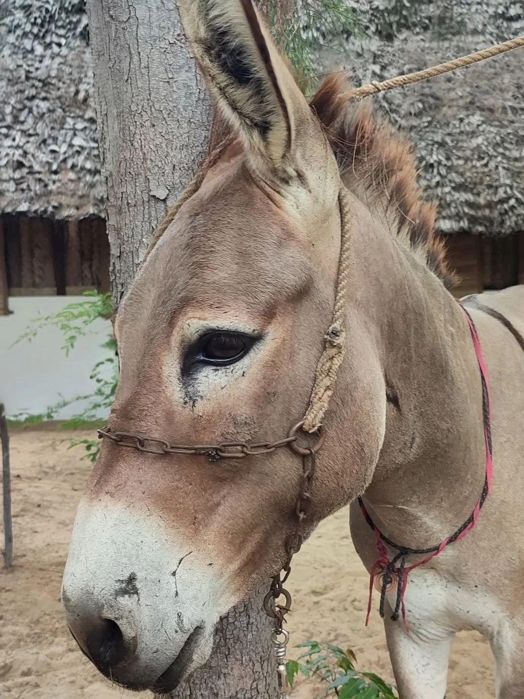 Did you know that Lamu island is powered by Donkey Power ⚡🫏? Lamu island has only one car on the whole island and donkey is the transport of choice around here! 

Because of that, all of the fresh ingredients 🥑🥭🍉🥕🌶️ for our delicious, home cook