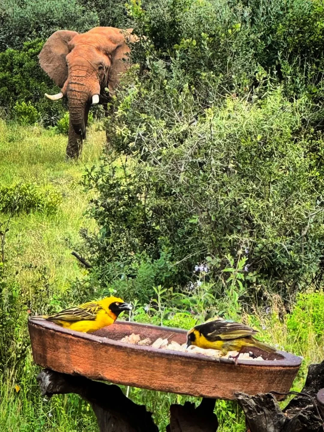 Just as we sit down for lunch this fine Friday afternoon, we see that two of Lolldaiga's fellow residents were enjoying their lunch too! 

The colours of Lolldiaga Hills are so vibrant now, after a short rain shower yesterday. Our guests, visiting fr