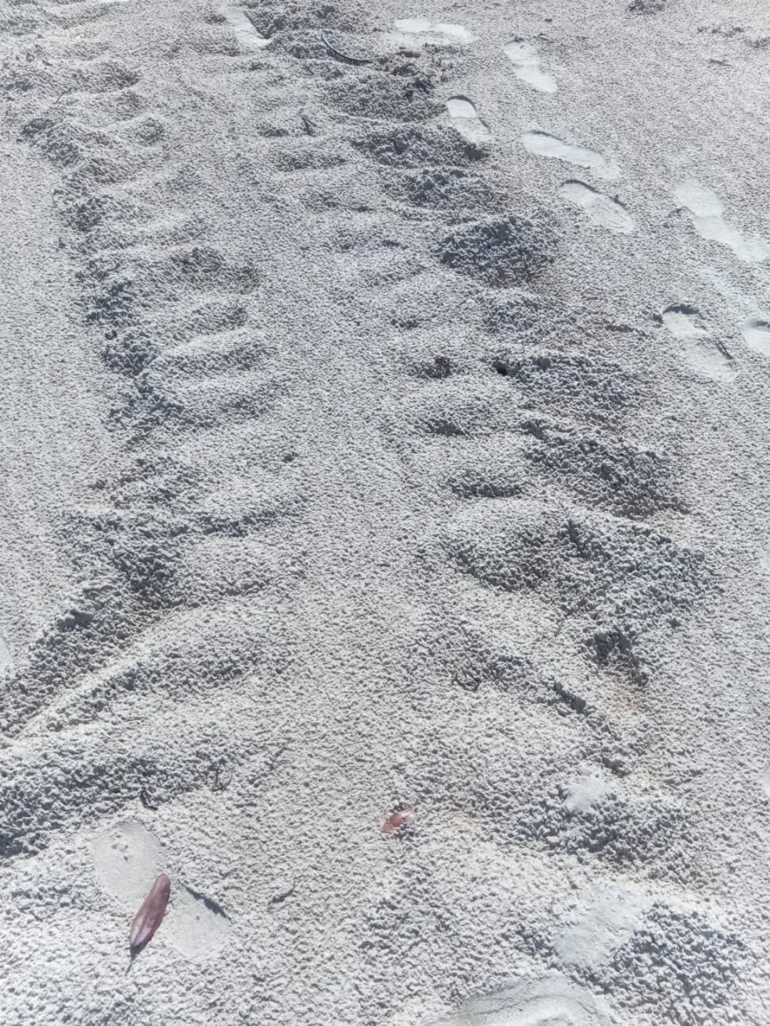 🎉 Conservation successes on Lamu island, in partnership with @lamcot_lamu 🎉

Kizingoni Beach was once a reliable nesting site for Green and Hawksbill Turtles 🐢. In recent years, declining numbers and plastic accumulation along the shore told a dif