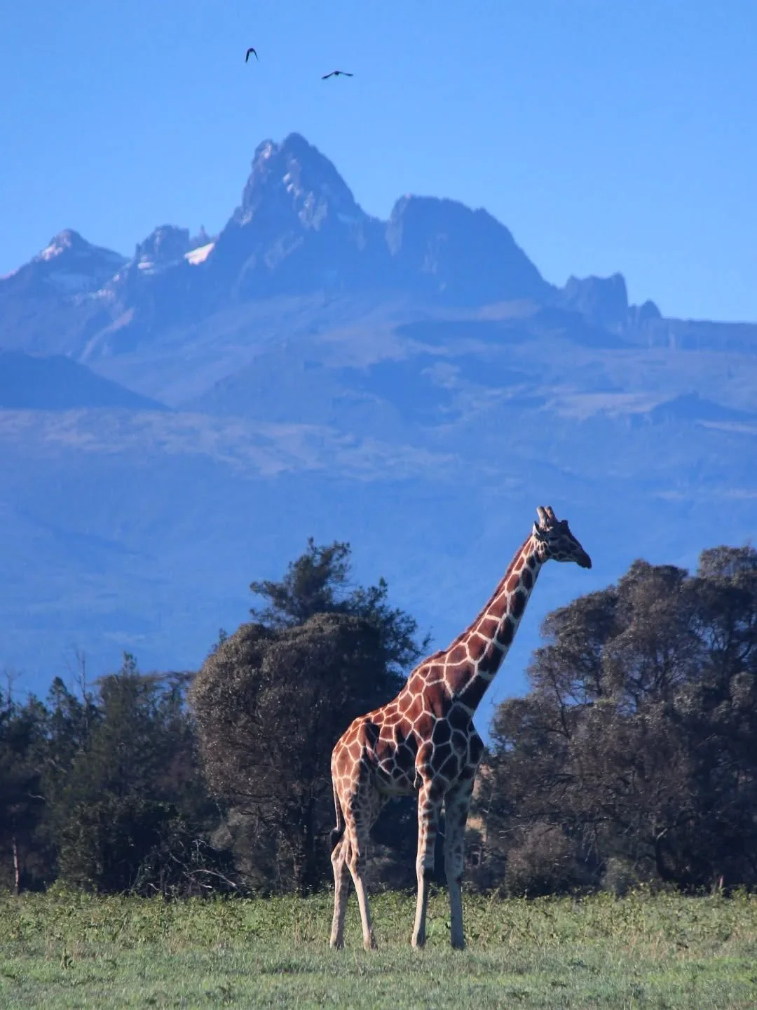 Glorious, mountain days - Mt. Kenya is so clear at the moment, with snowy peaks. 

We are lucky to be welcoming guests from all over America 🇺🇸 this week - showing them the good life out here in Kenya!

📸 @_hols.emerson_ 

#giraffe #mountain #keny