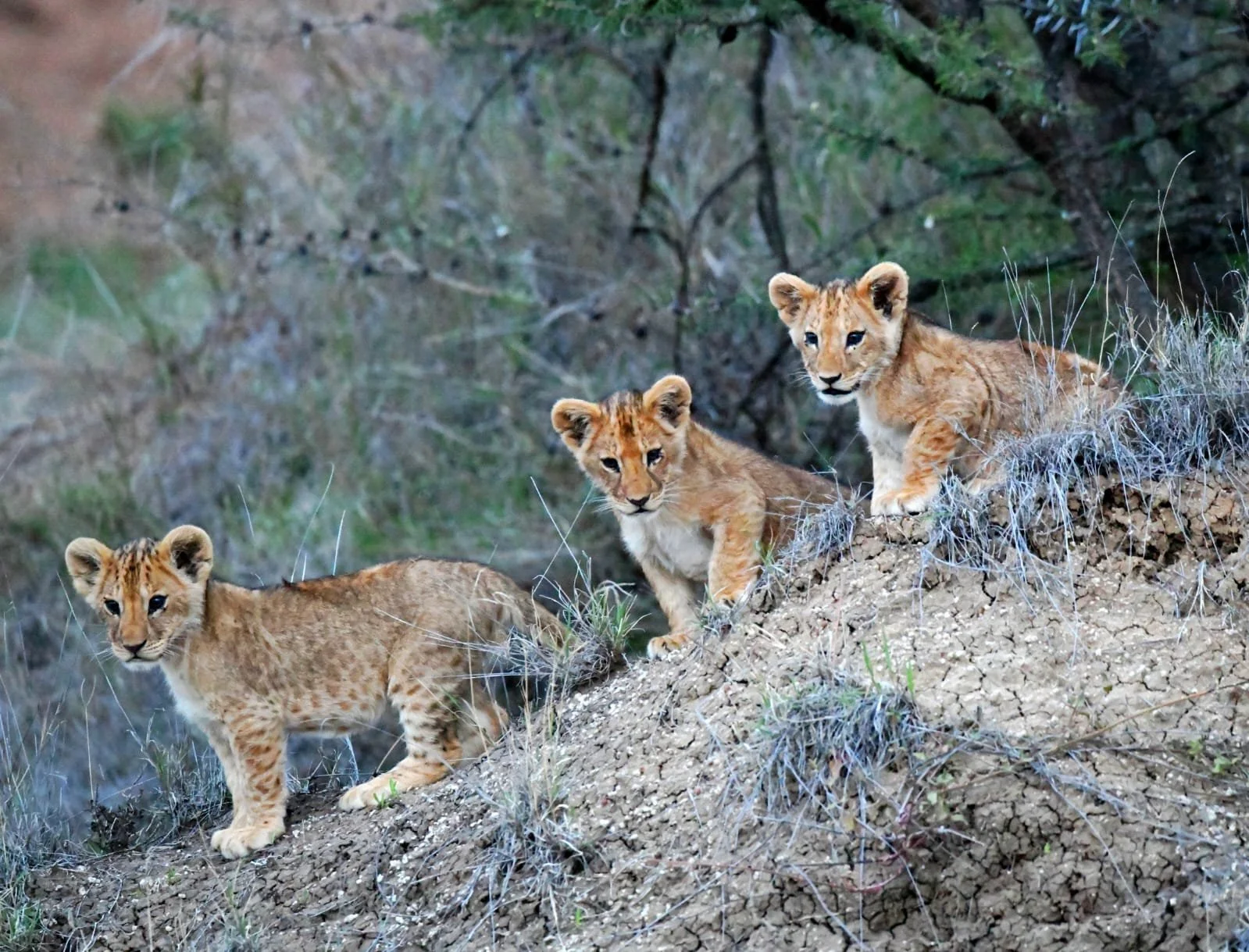What Wildlife Can You See in Laikipia, Kenya? A Guide to the Lolldaiga Hills Conservancy