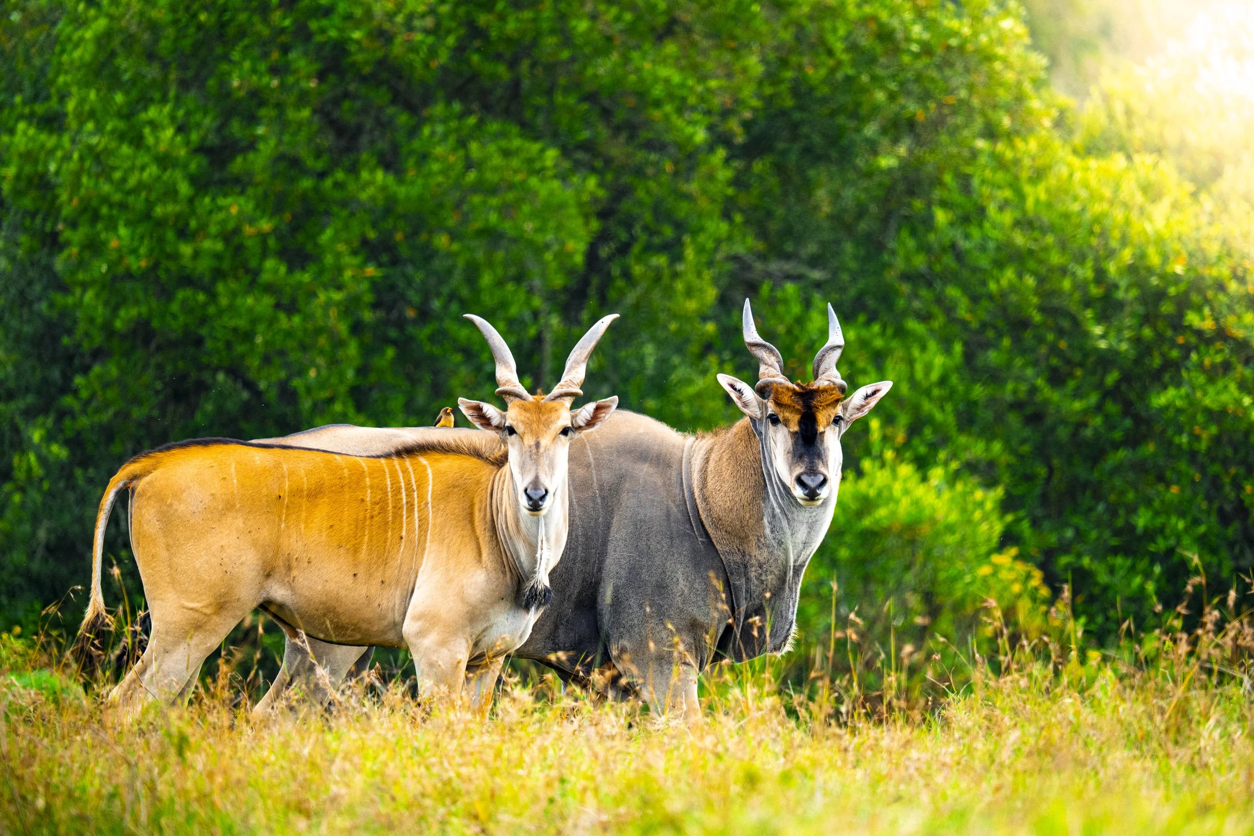 What is a safari in a conservancy - and why it's different from a safari in a National Park