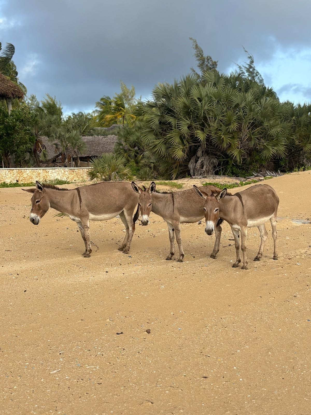 Three donkeys standing on sandy ground with tropical plants and trees in the background under a cloudy sky.
