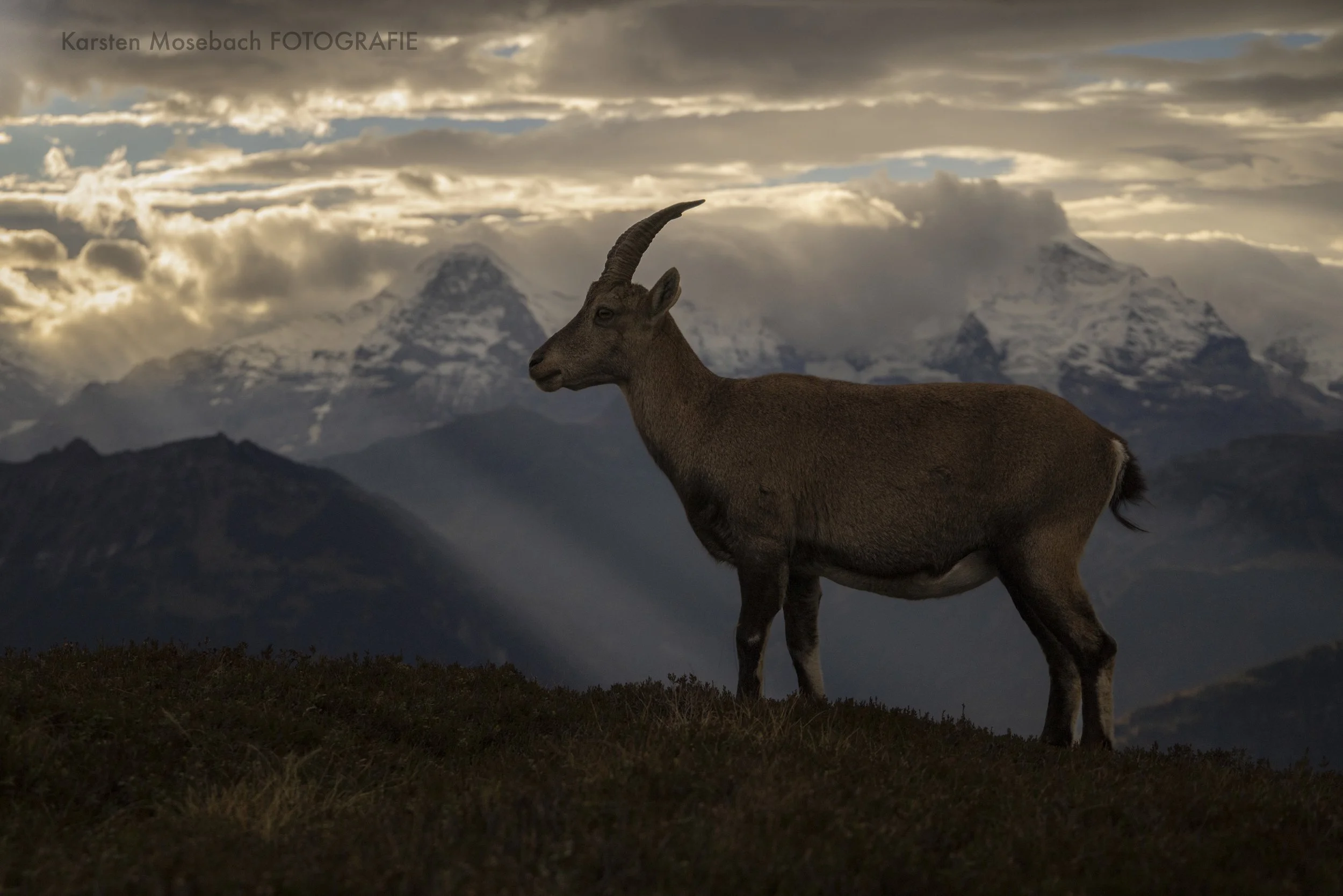 Karsten_Mosebach_Steinbock-8826-2.jpg
