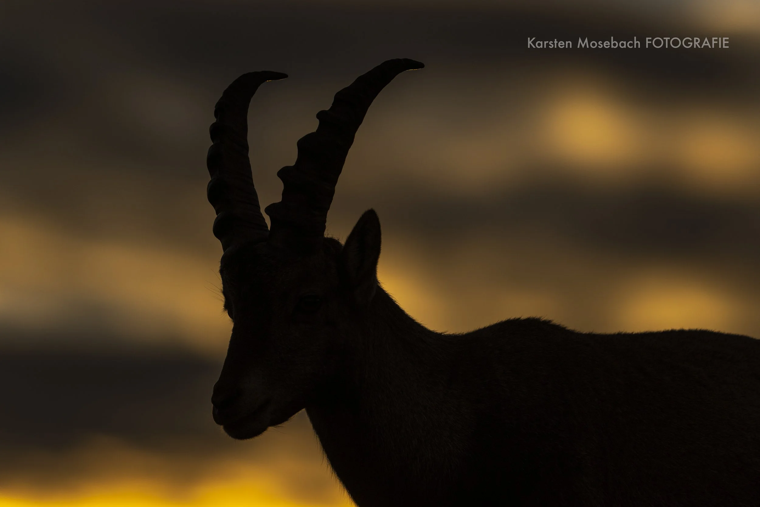 Karsten_Mosebach_Steinbock-0963.jpg