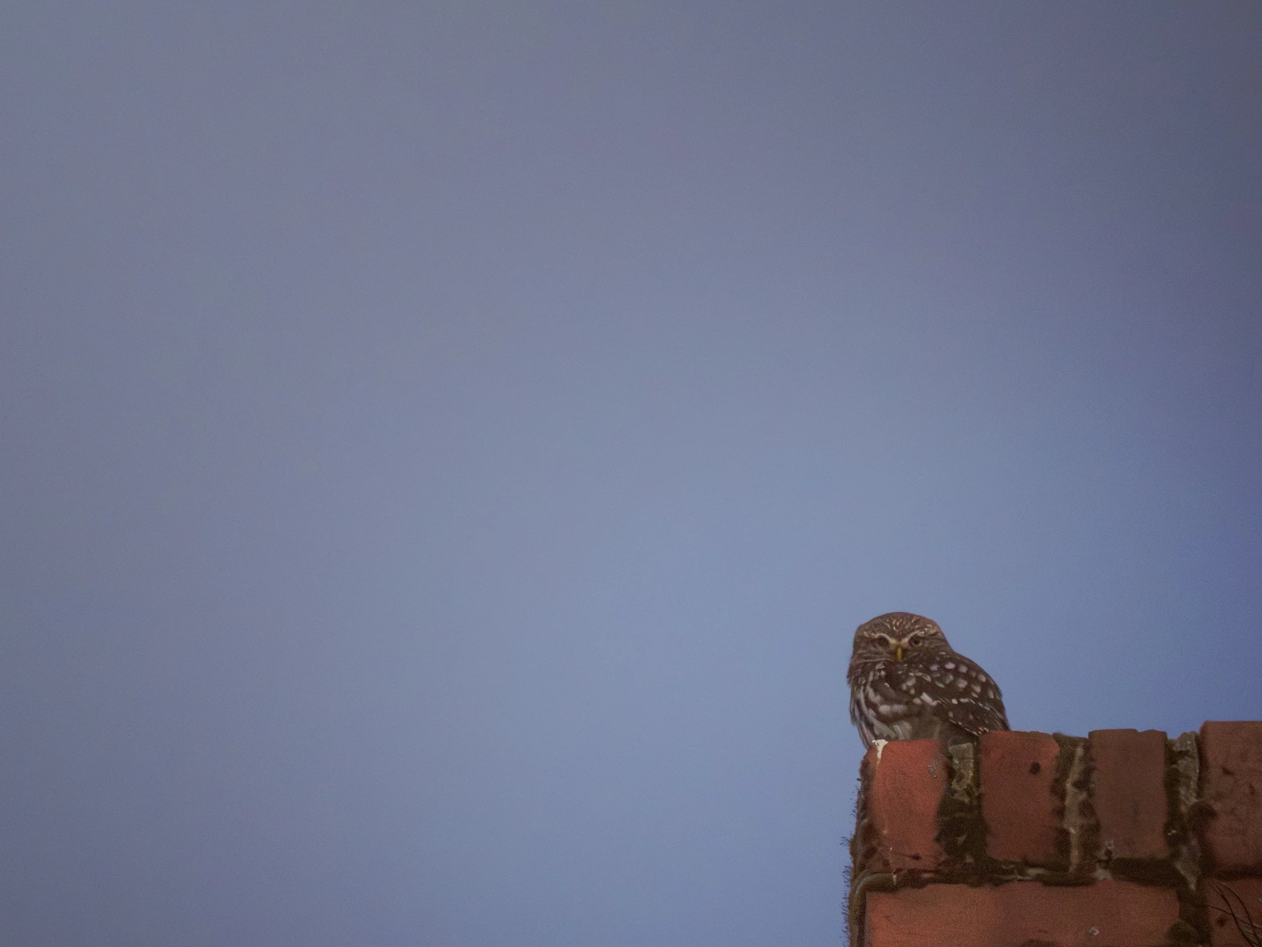 260321Streinkauz 2-3210586.jpg