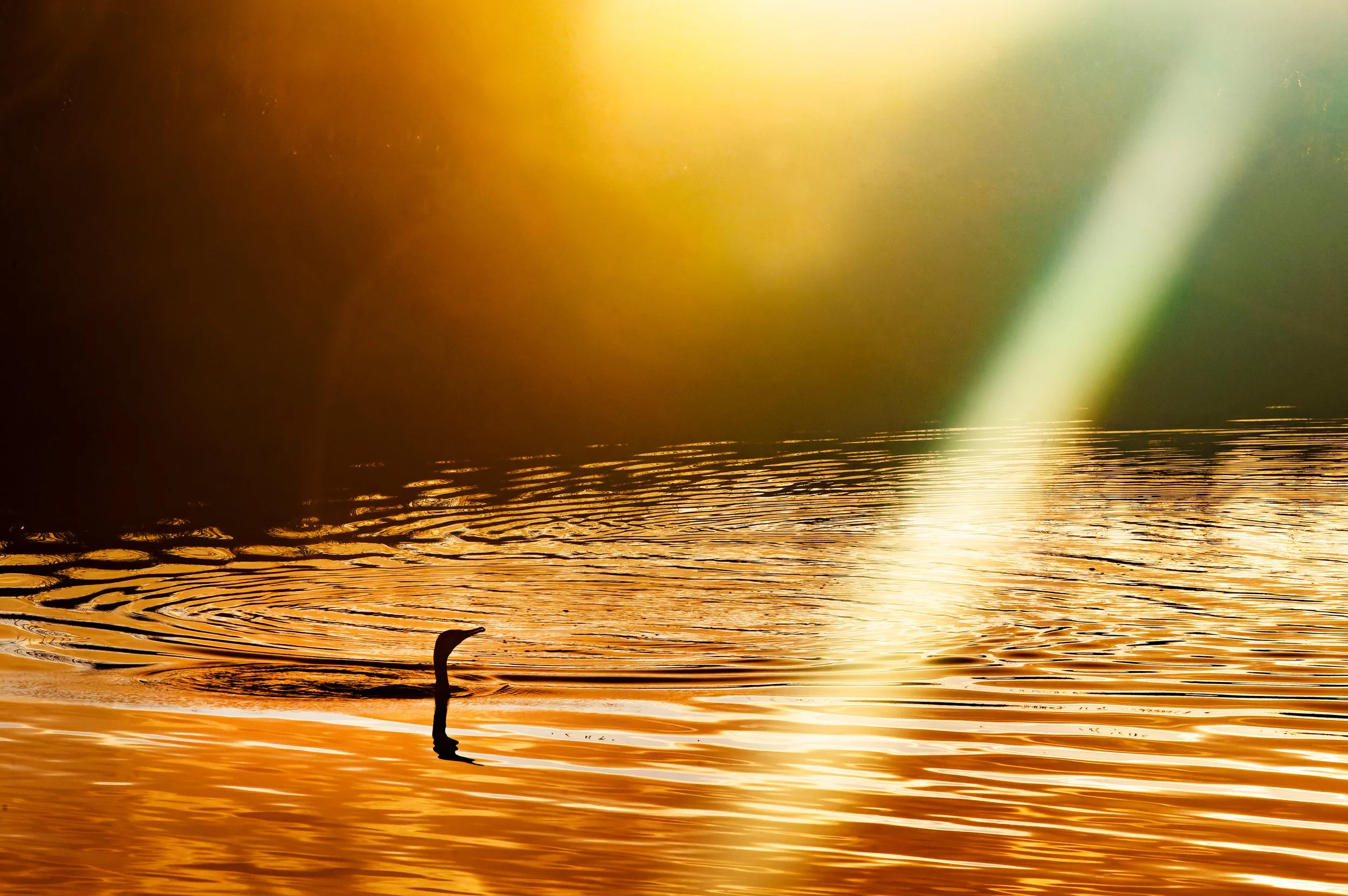 _94A6384-CR3_DxO_DeepPRIME.jpg