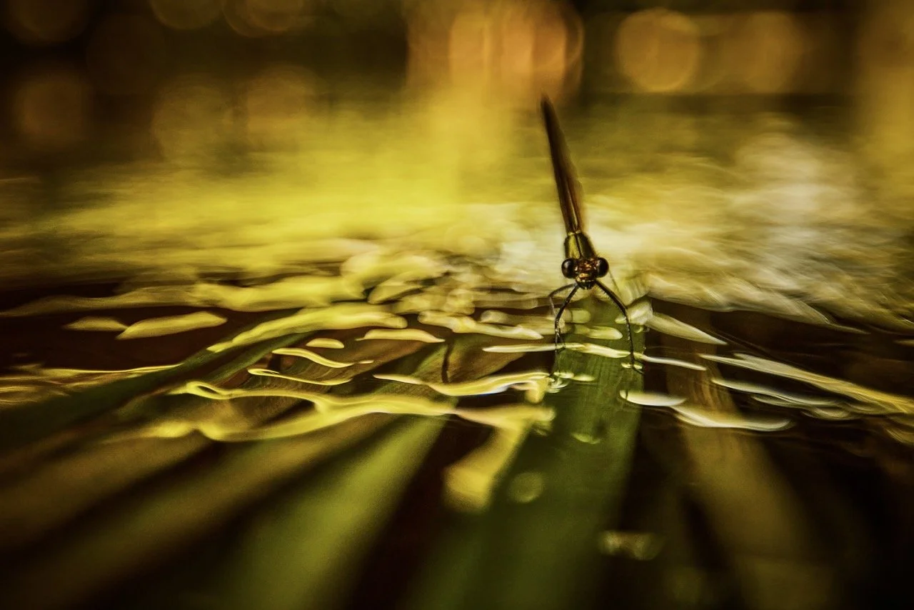 Groß (IMG_7501-SharpenAI-MotionPrachtlibelle).jpeg