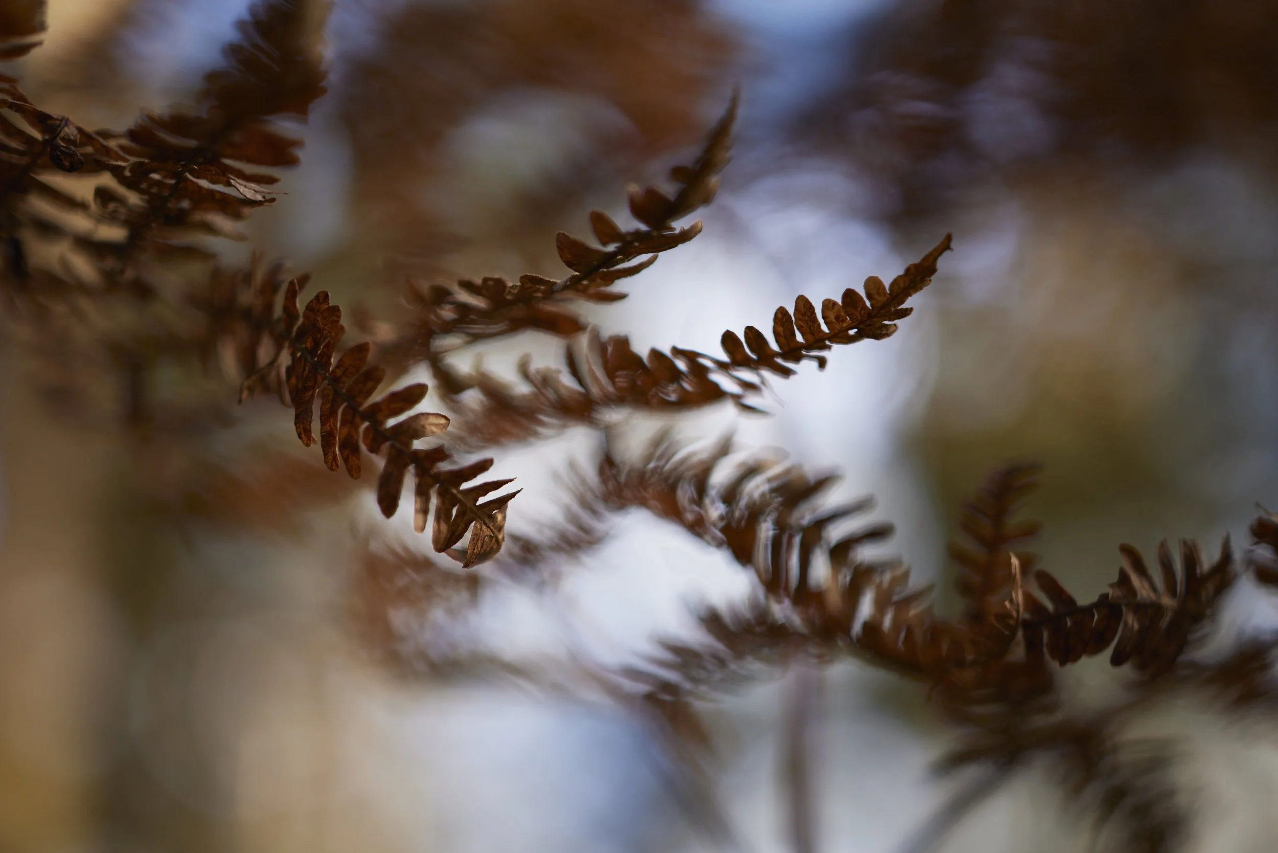 _MG_2763.jpg