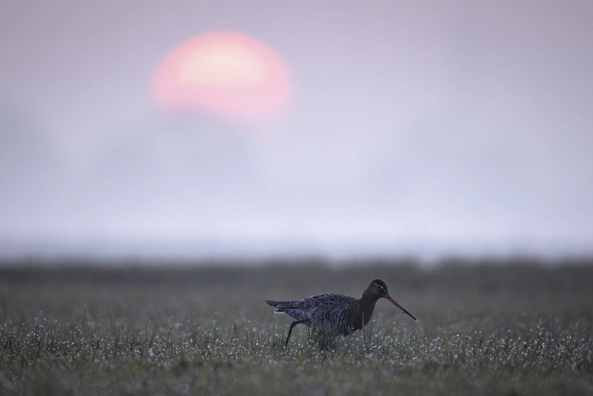 ASH_1958 Kopie.jpg Kopie.jpg