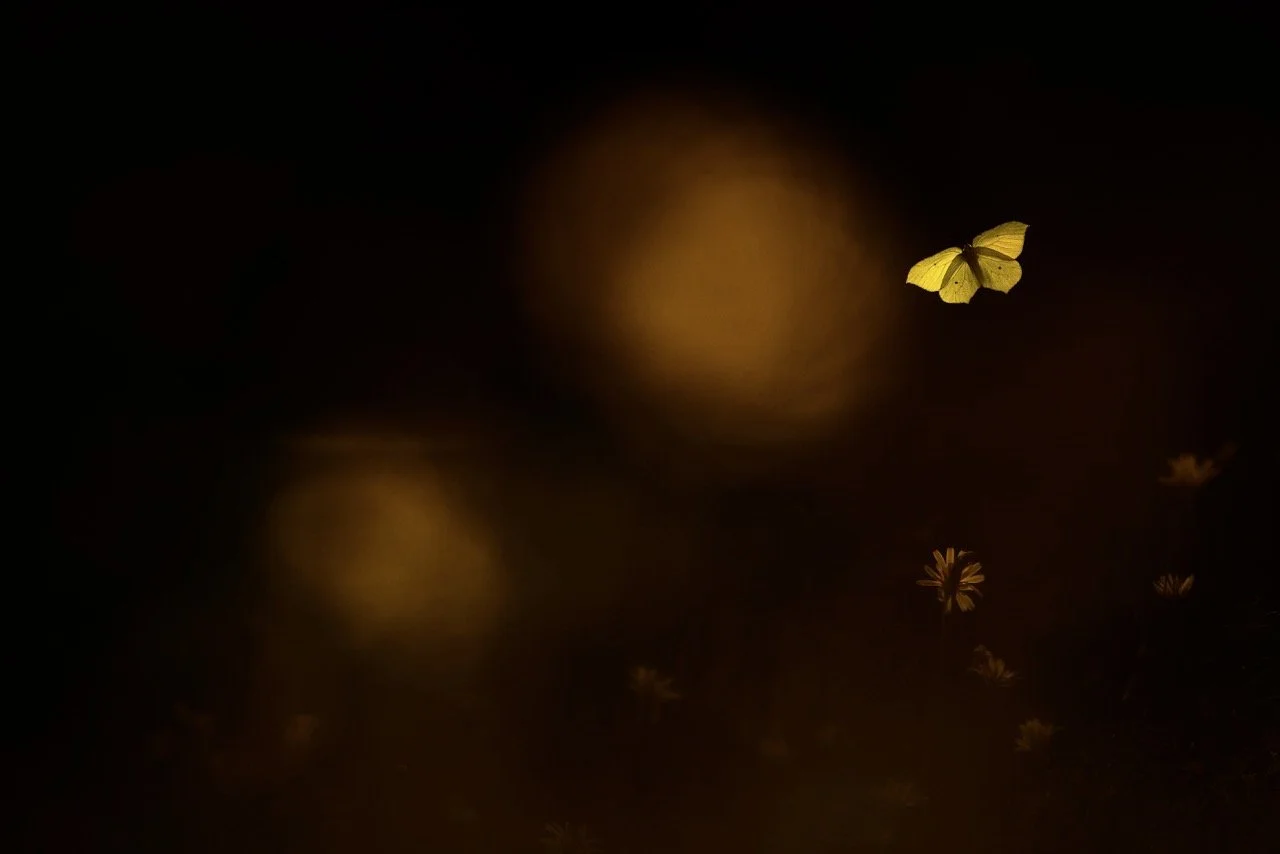 Groß (IMG_5135 3Zitronenf3.Vers 2Monsp).jpeg