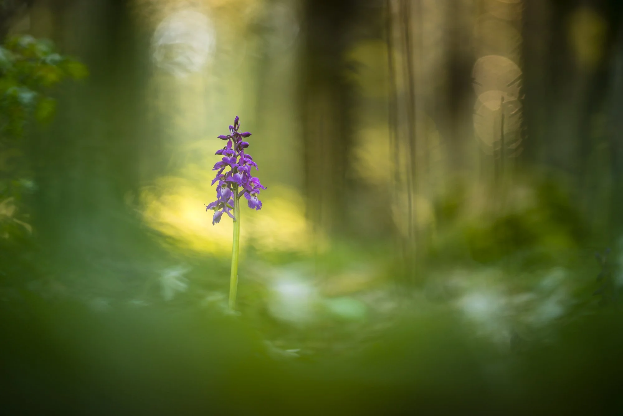 Hirsch_Mosebach_Teutoburger_Wald-6085.jpg