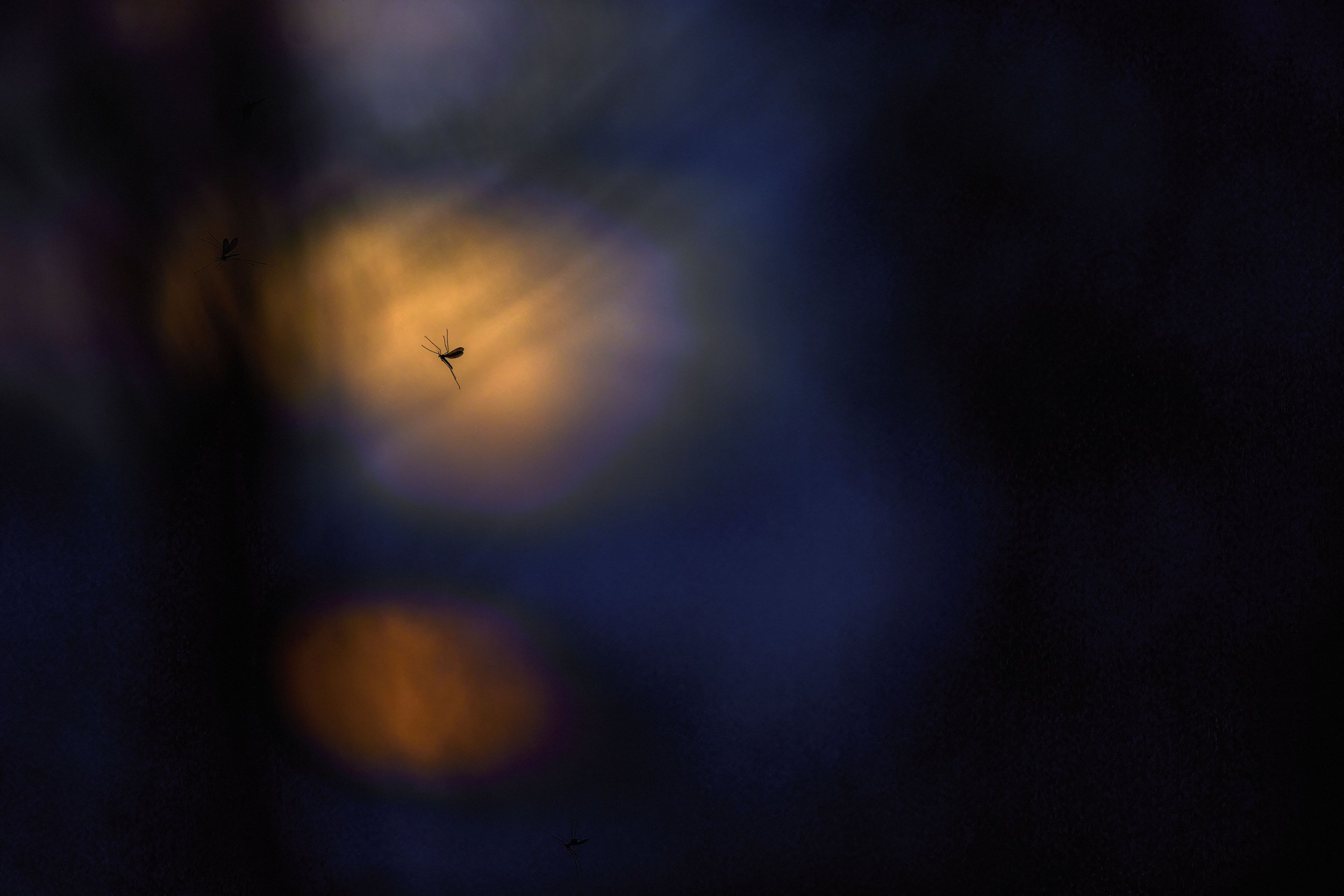 IMG_9223Wintermuecke-SharpenAI-Focus 1.jpg