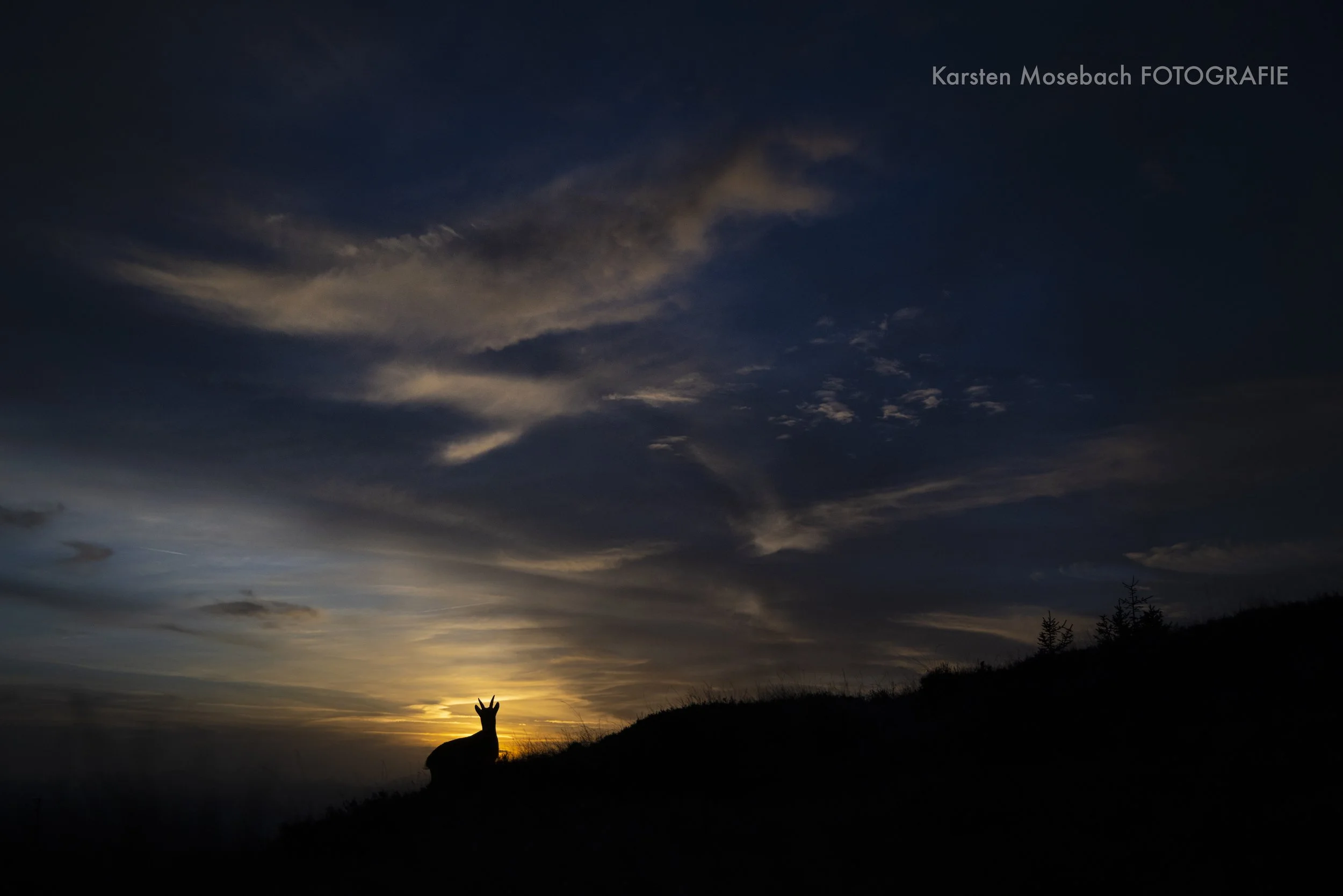 Karsten_Mosebach_Steinbock-3073-2.jpg