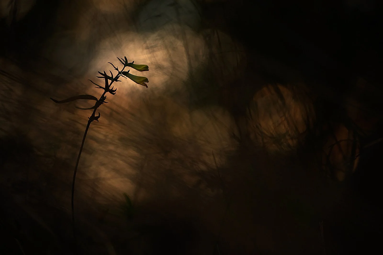 _98B4127WachtelwHK14001xun 1.jpg