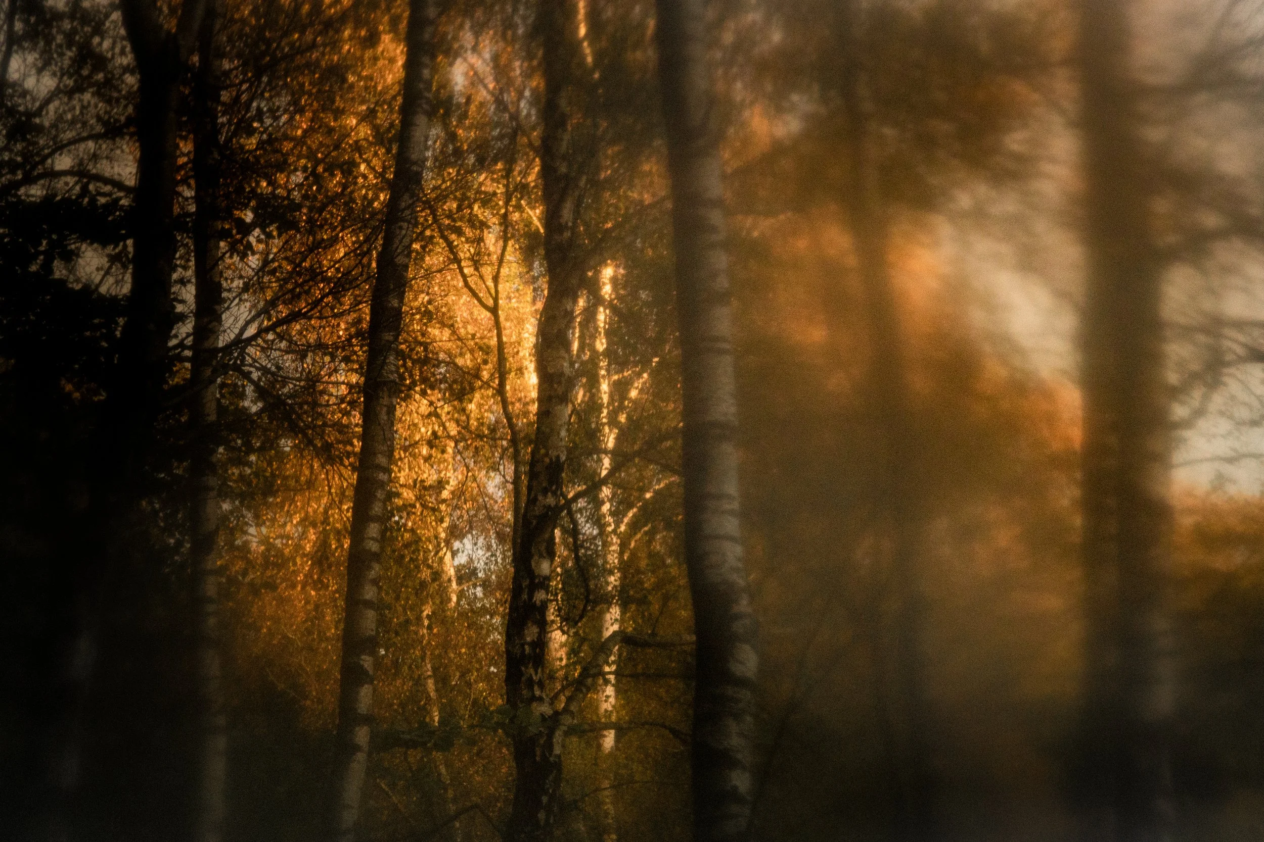 ELI_2385.jpg