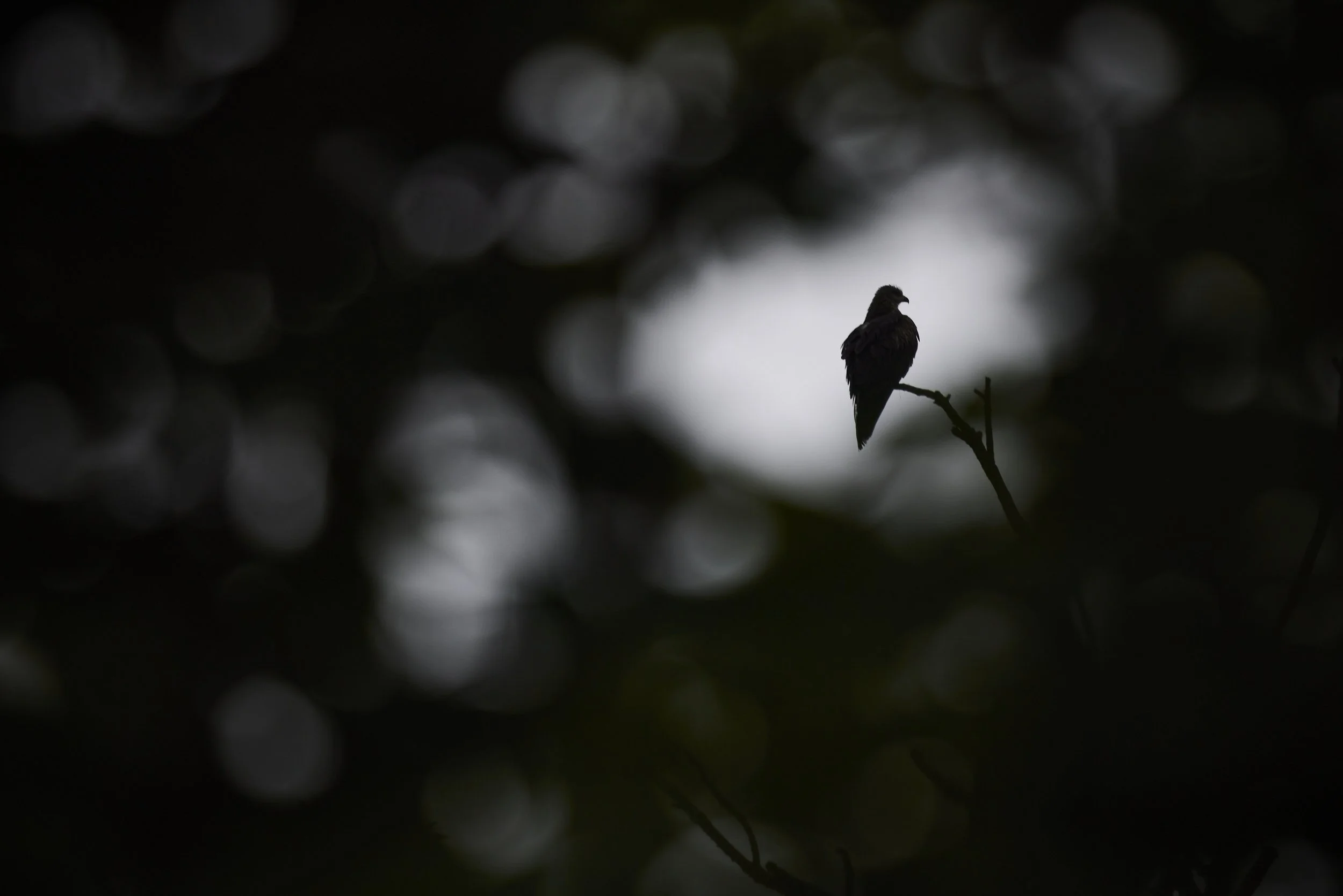 _MG_0877.jpg