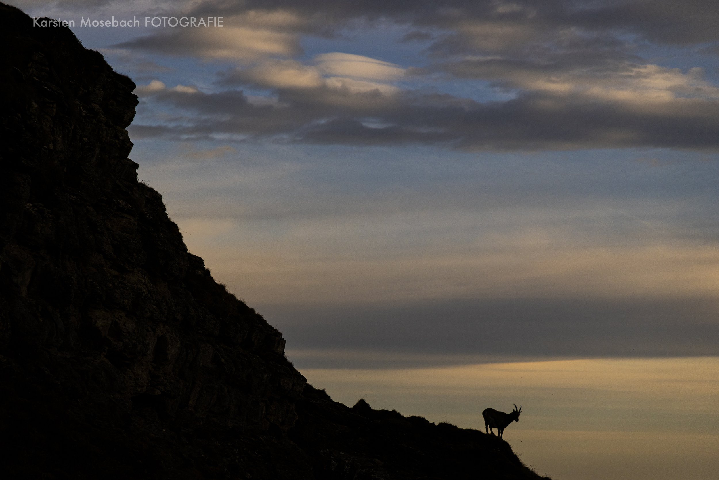 Karsten_Mosebach_Steinbock_Niederhorn-8783.jpg