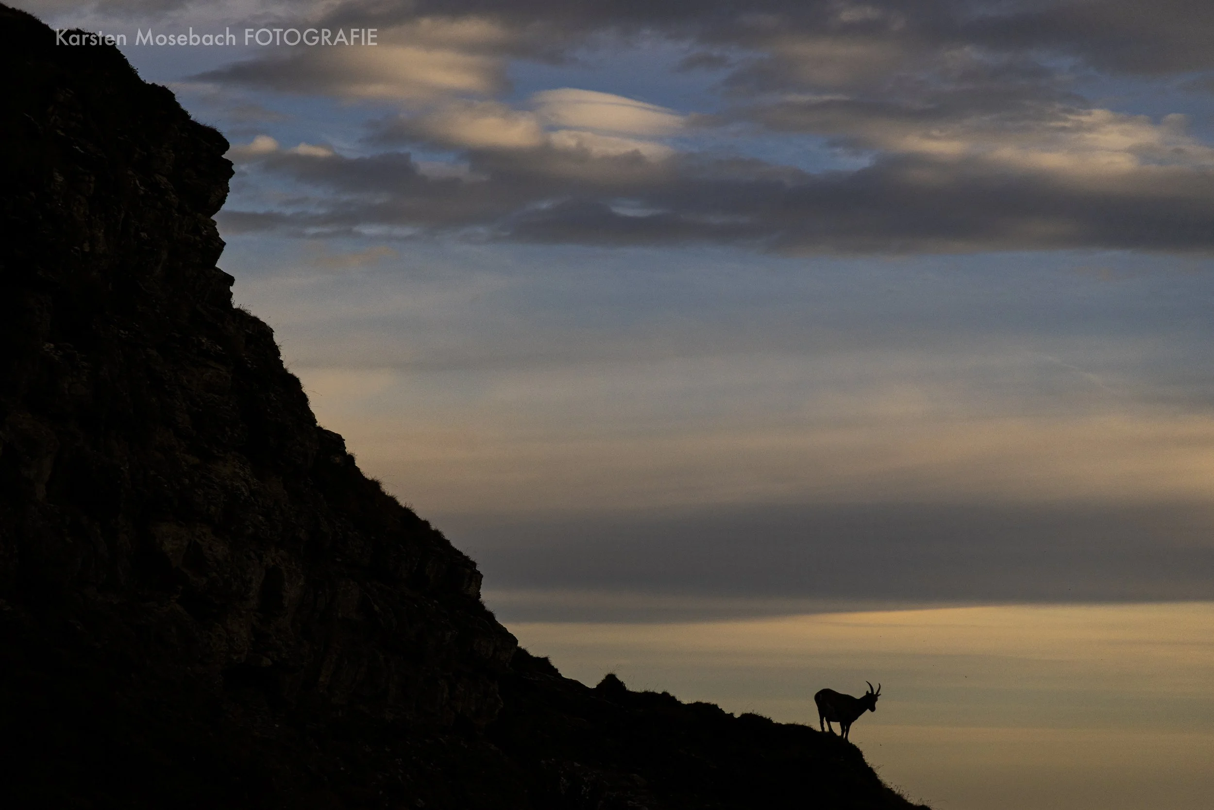 Karsten_Mosebach_Steinbock_Niederhorn-8783-2.jpg