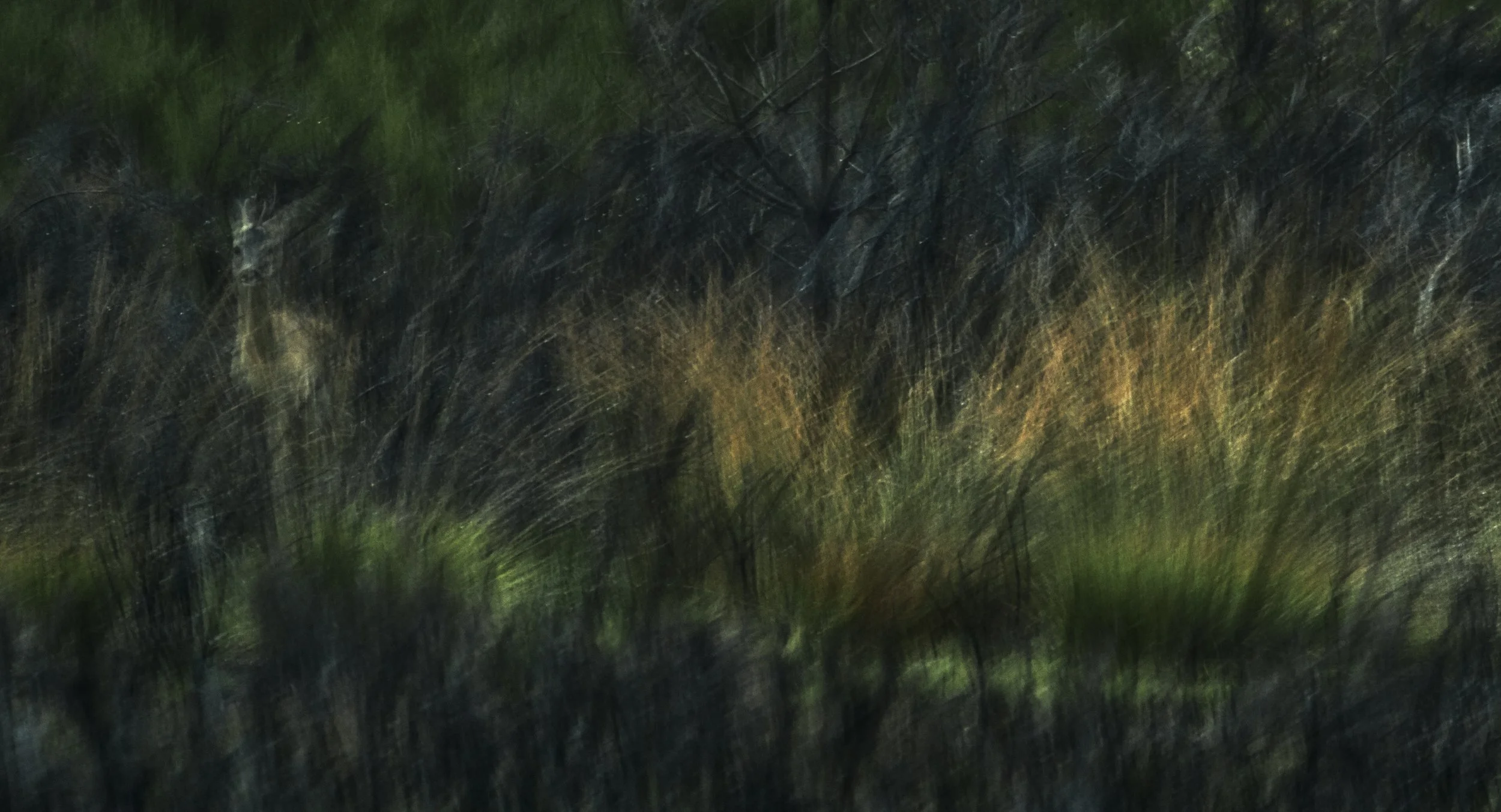 _K5A2056 1Jaehrling 2.Vers..jpg