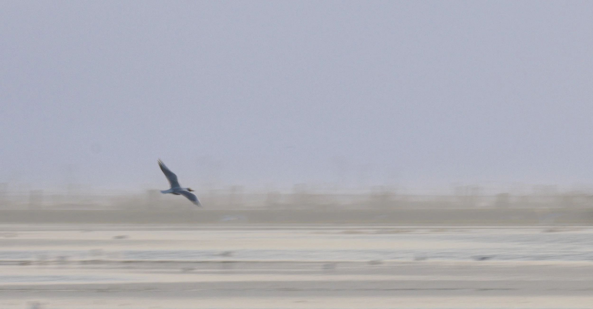 260322Dümmer Ochsenmoor-3220766.jpg