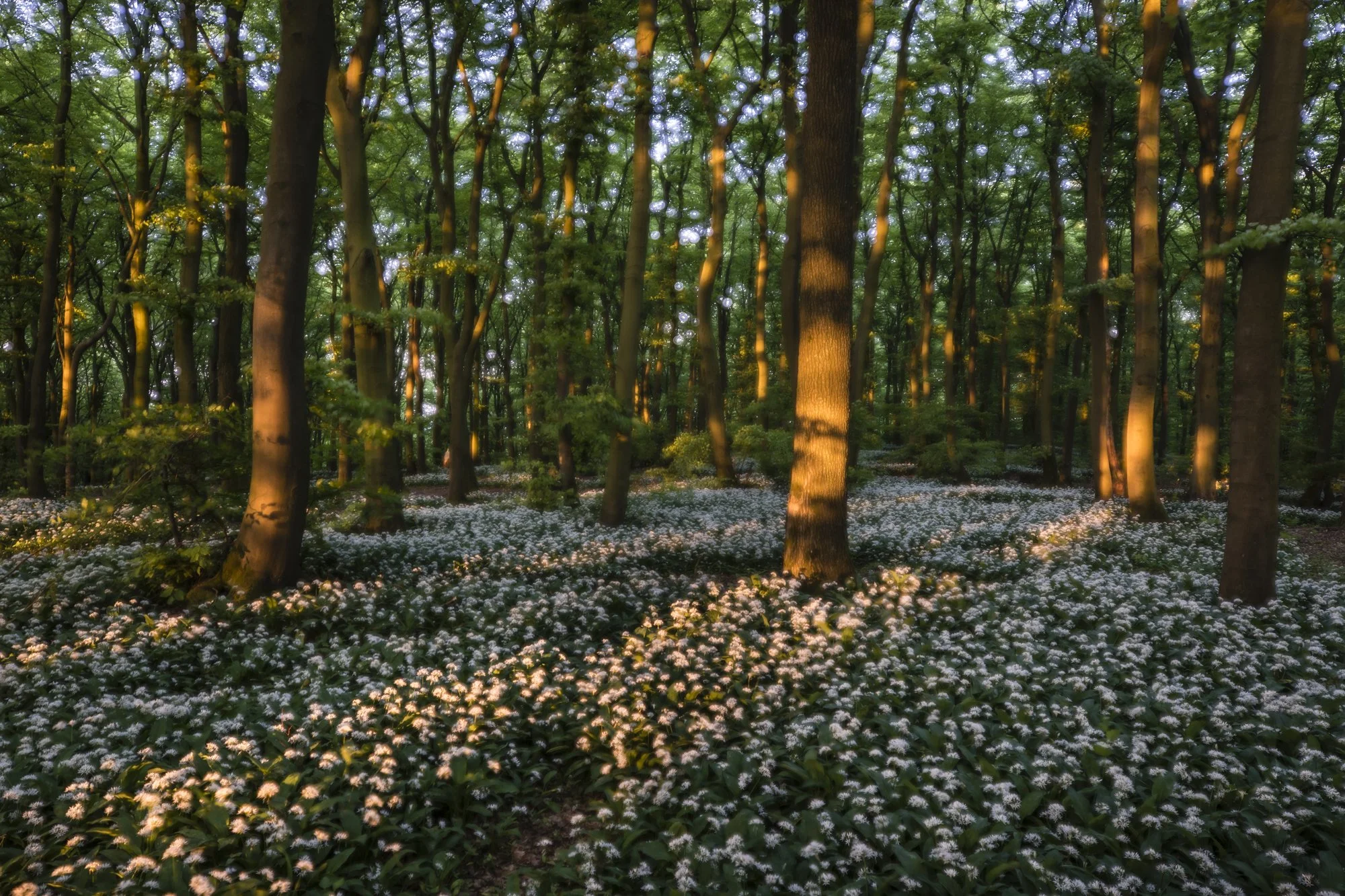 Hirsch_Mosebach_Teutoburger_Wald-1190.jpg
